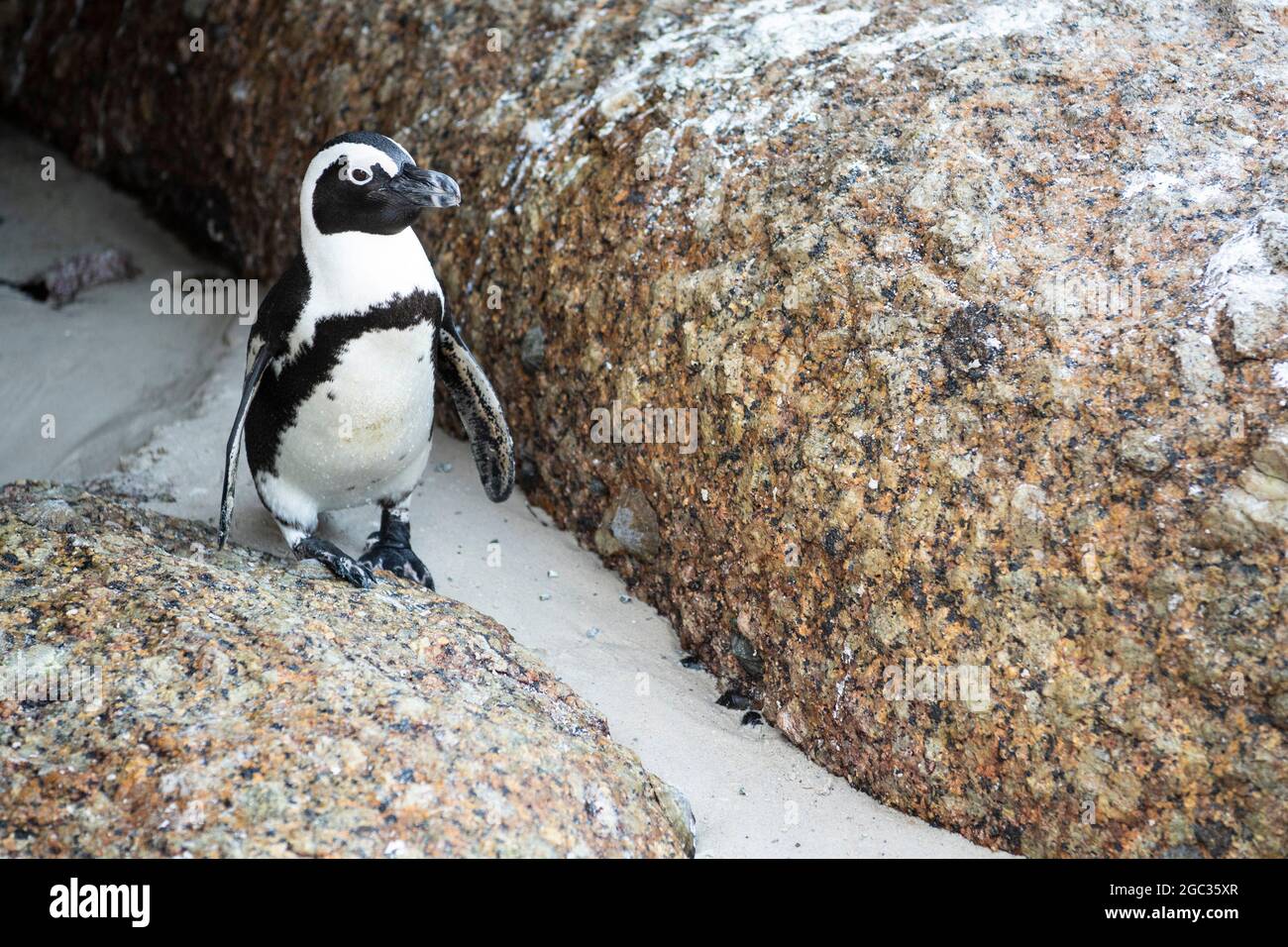 Pingüino africano, Spheniscus demersus, la playa Boulders, Península del Cabo, Sudáfrica Foto de stock