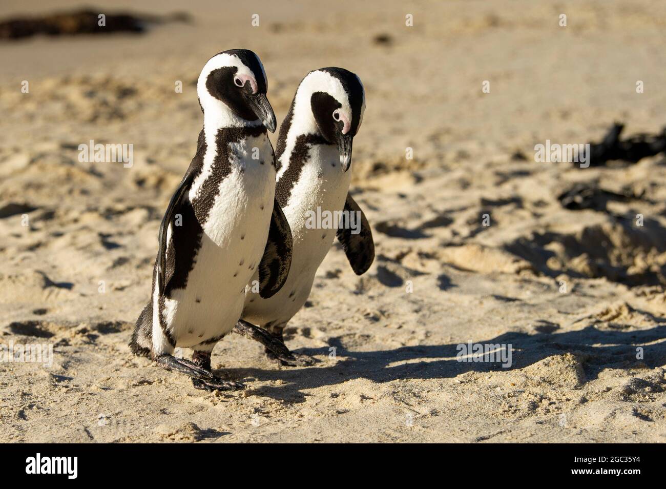 Los pingüinos africanos, Spheniscus demersus, la playa Boulders, Península del Cabo, Sudáfrica Foto de stock
