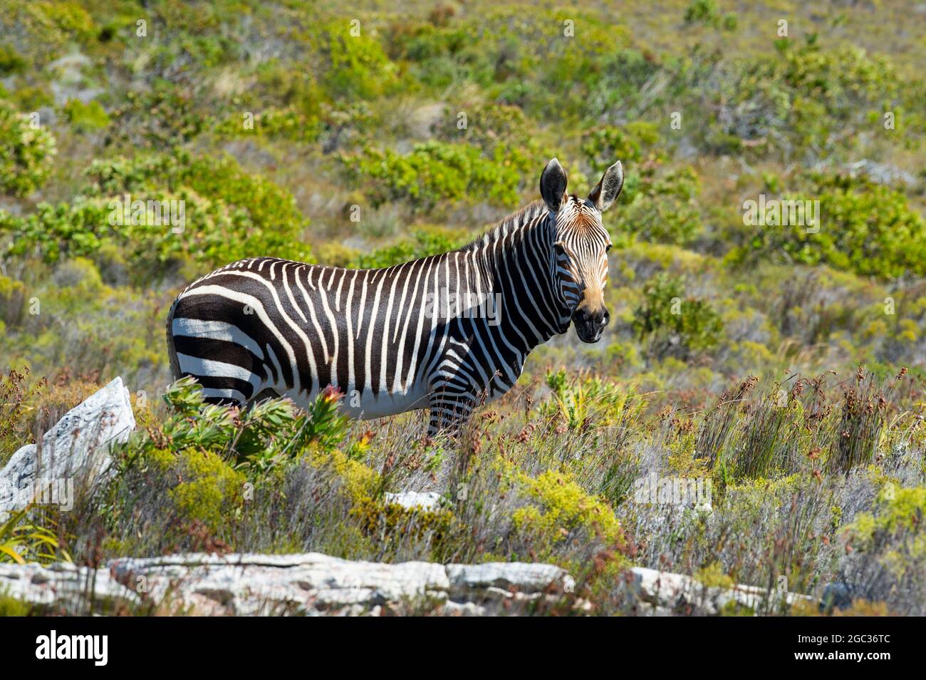 Zebra de la montaña del Cabo, Equus zebra cebra, Reserva Natural del Cabo de Buena Esperanza, Península del Cabo, Sudáfrica Foto de stock