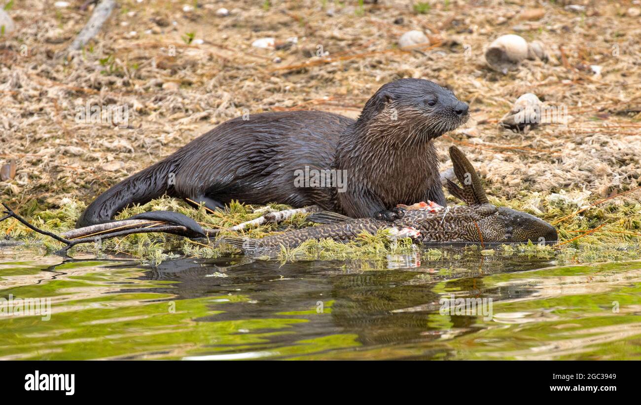 Una nutria de río de América del Norte, Lontra canadensis, forrajeando y alimentándose con un pez vela de pleco, o bagre blindado. Foto de stock