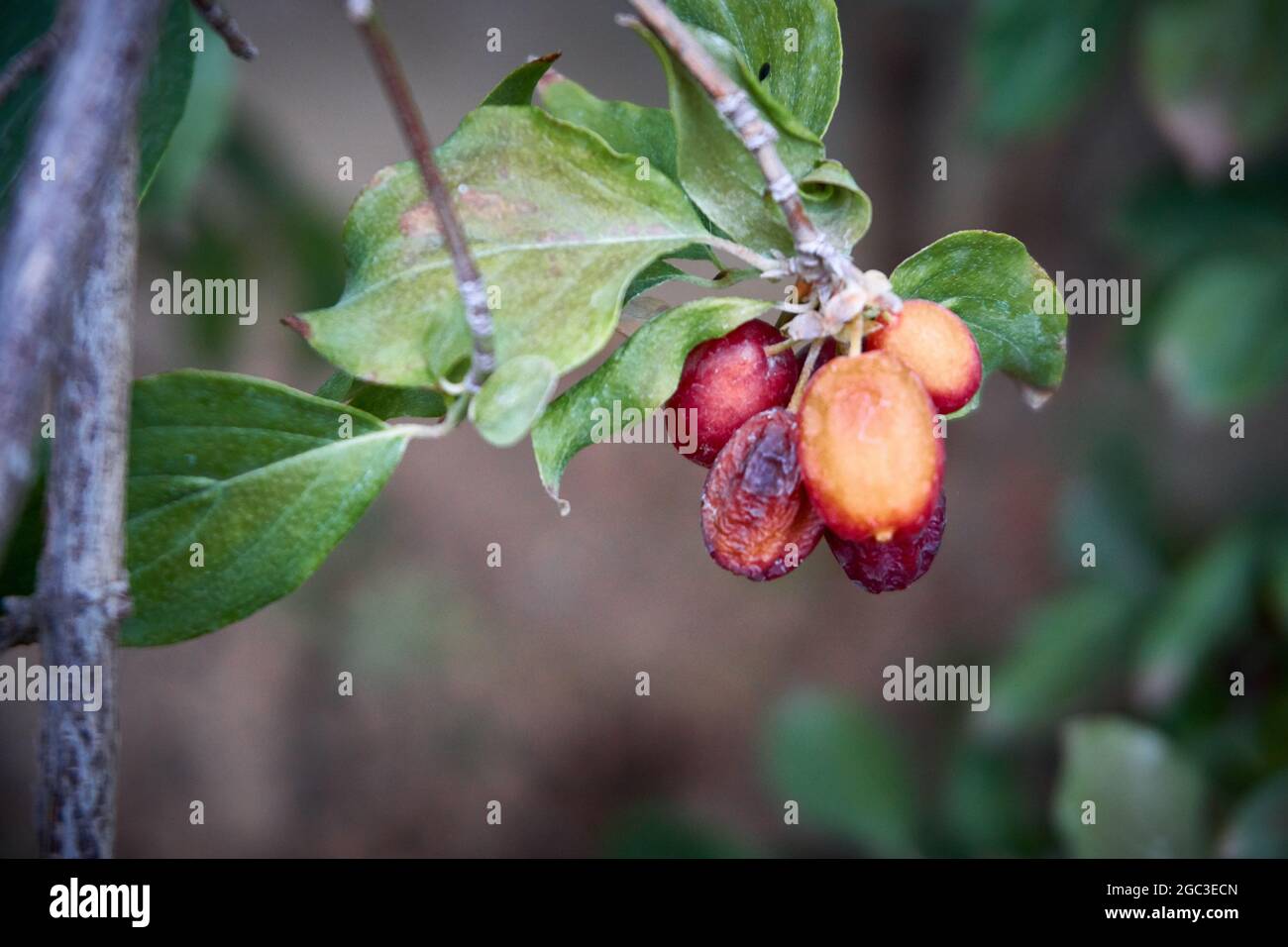 Devastó las frutas de arándano como resultado de la sequía de largo tiempo y el calor fuerte Foto de stock