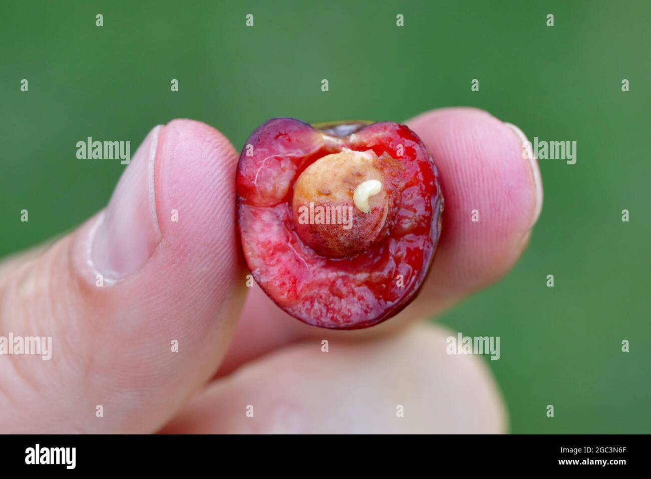 Rhagoletis cerasi es una especie de mosca de la fruta de la tefritid