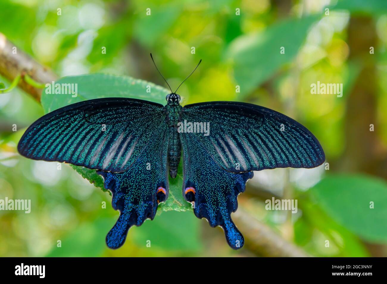 Foto de cerca de una mariposa Papilio bianor en Taiwán Foto de stock