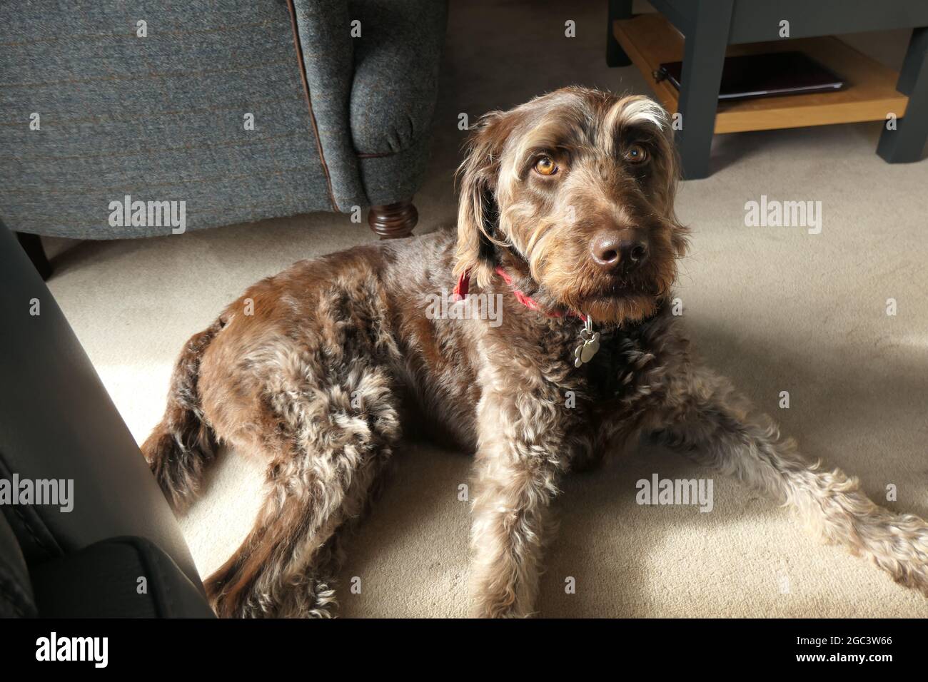 Merlin perro labradoodle Fotografía de stock - Alamy