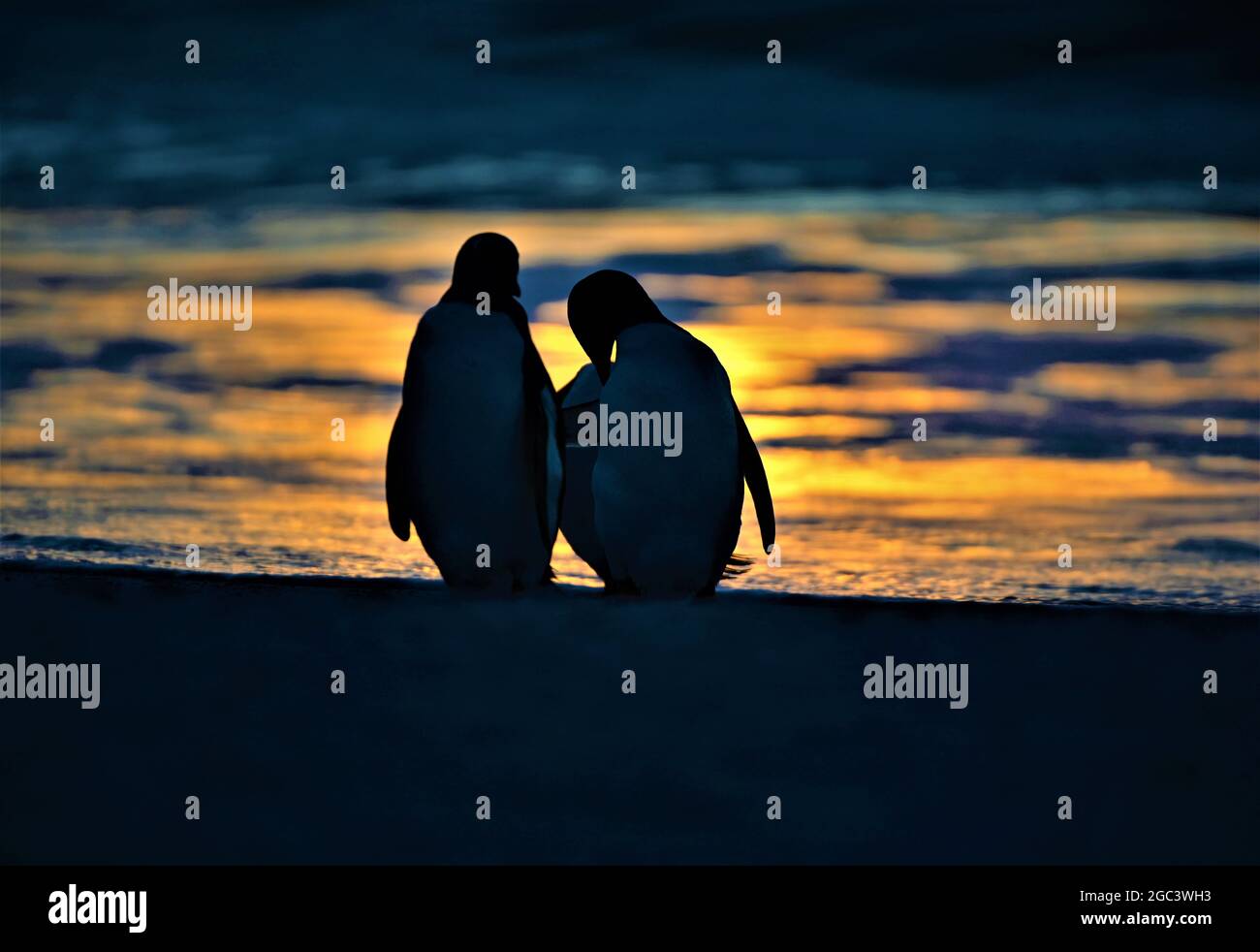 pingüinos Foto de stock