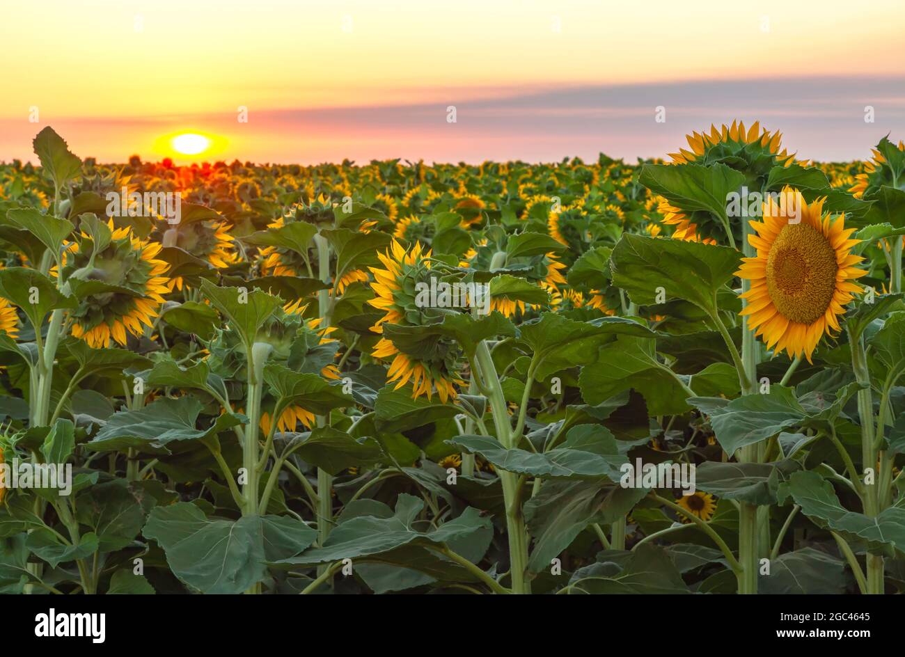 Campo de girasoles florecientes al amanecer en California Central Valley, EE.UU., a principios del verano. Foto de stock