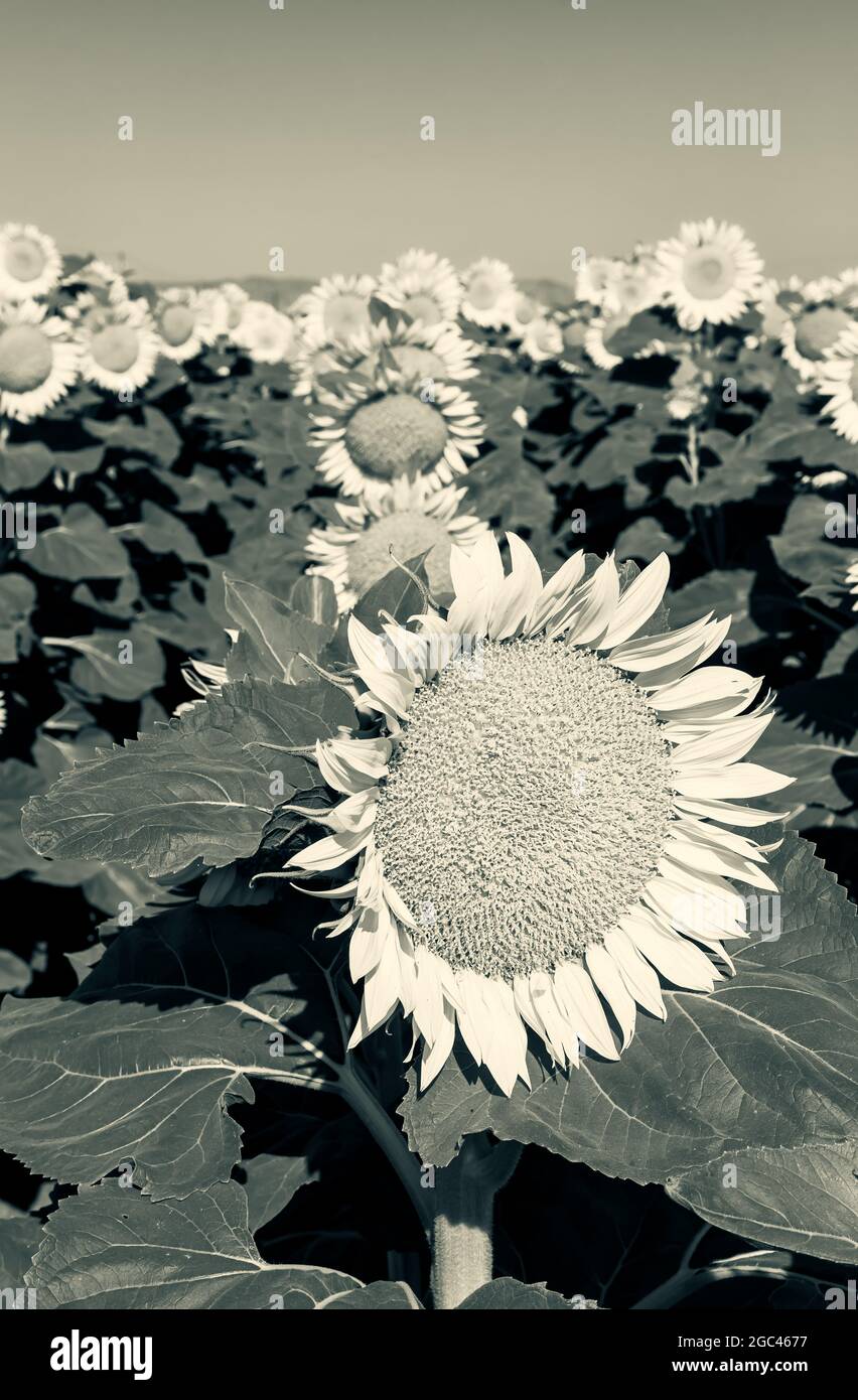 Campo de girasoles florecientes a primera hora de la mañana en California Central Valley, EE.UU., a principios de verano, en blanco y negro. Foto de stock