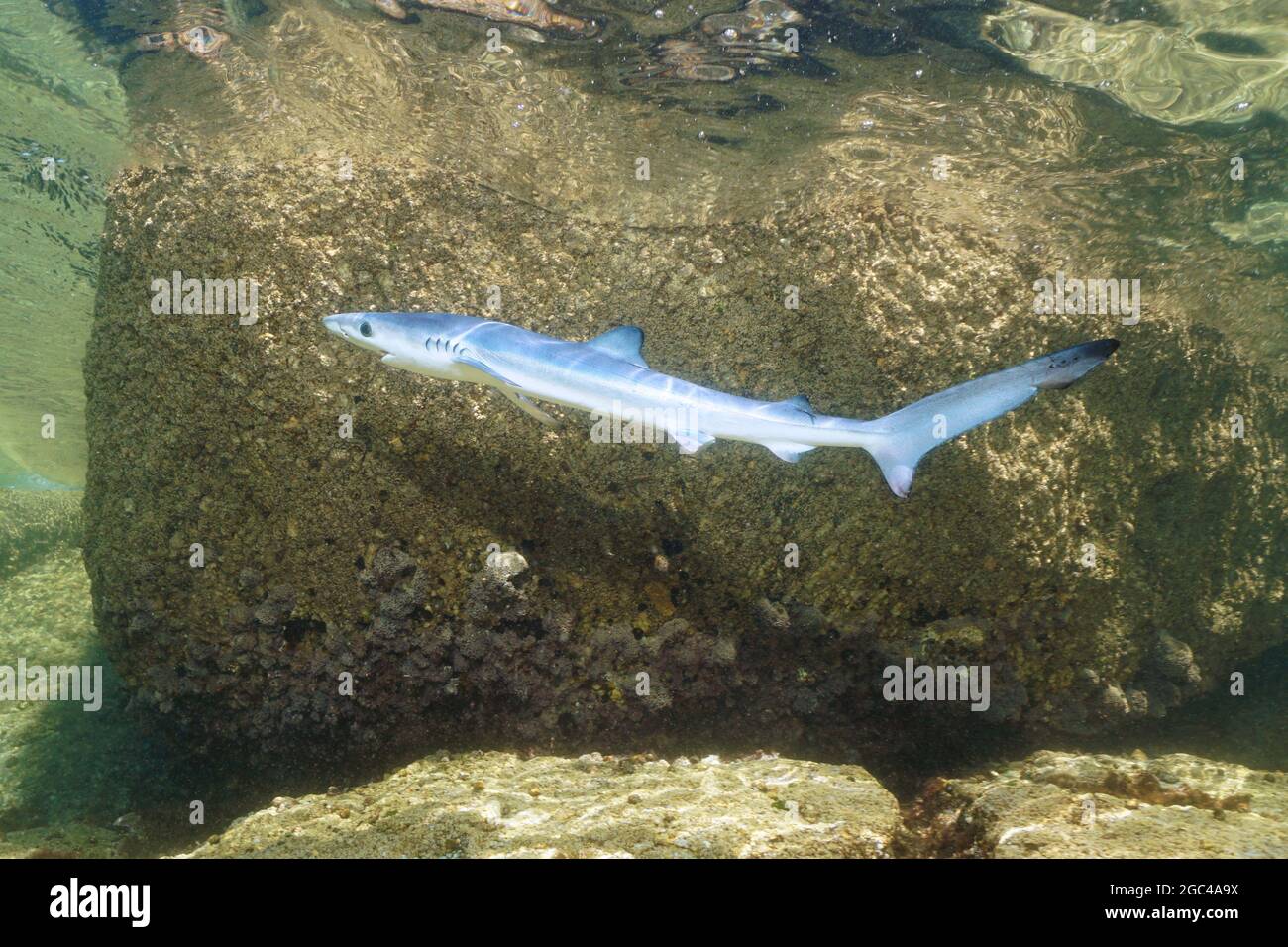 Un tiburón azul juvenil, Prionace glauca, bajo el agua cerca de la costa del mar, océano Atlántico, Galicia, España Foto de stock