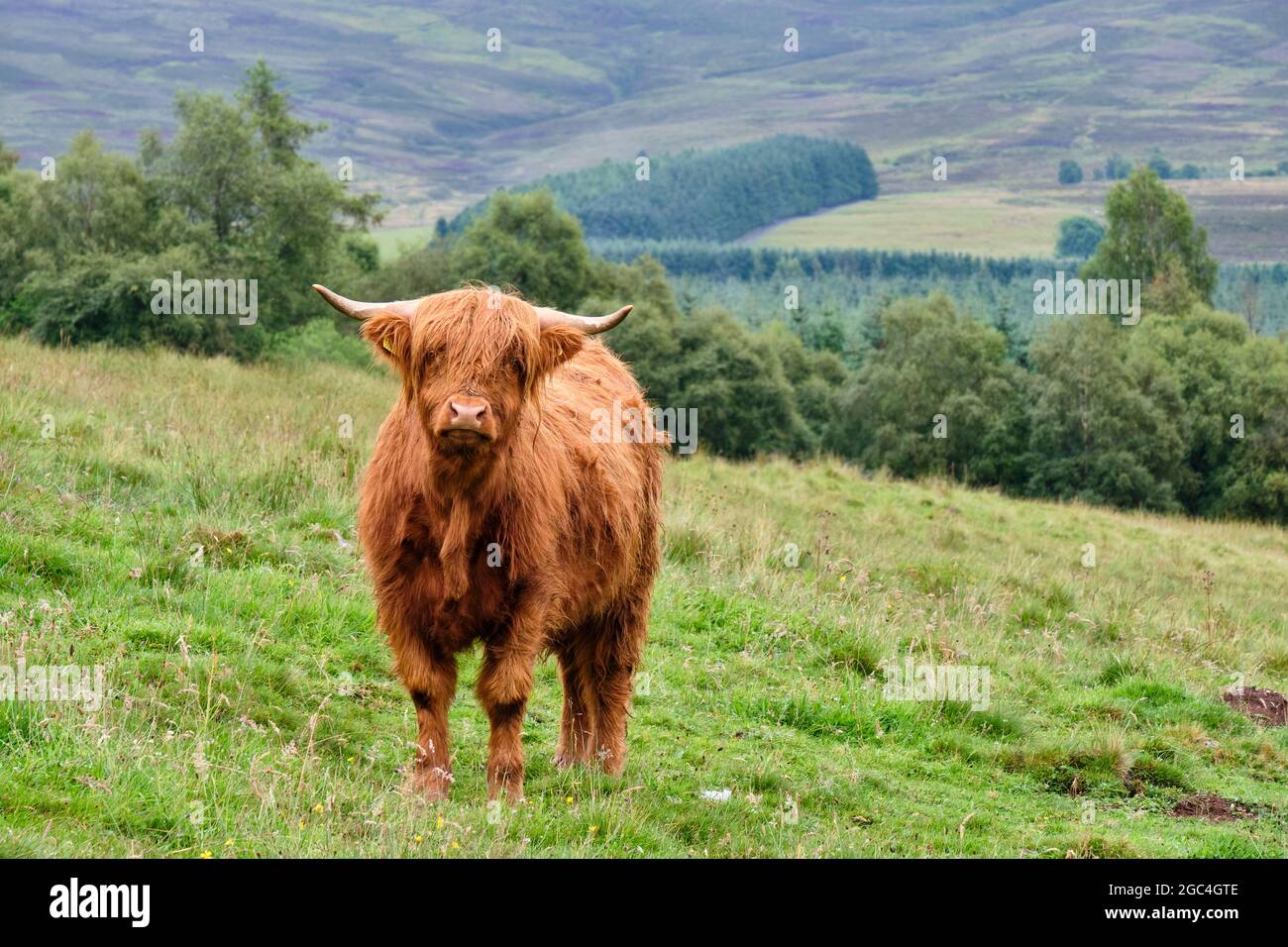 Highland Cattle en el Balnefettach Estate, Cromdale, cerca de Grantown-on-Spey, Speyside, Escocia Foto de stock