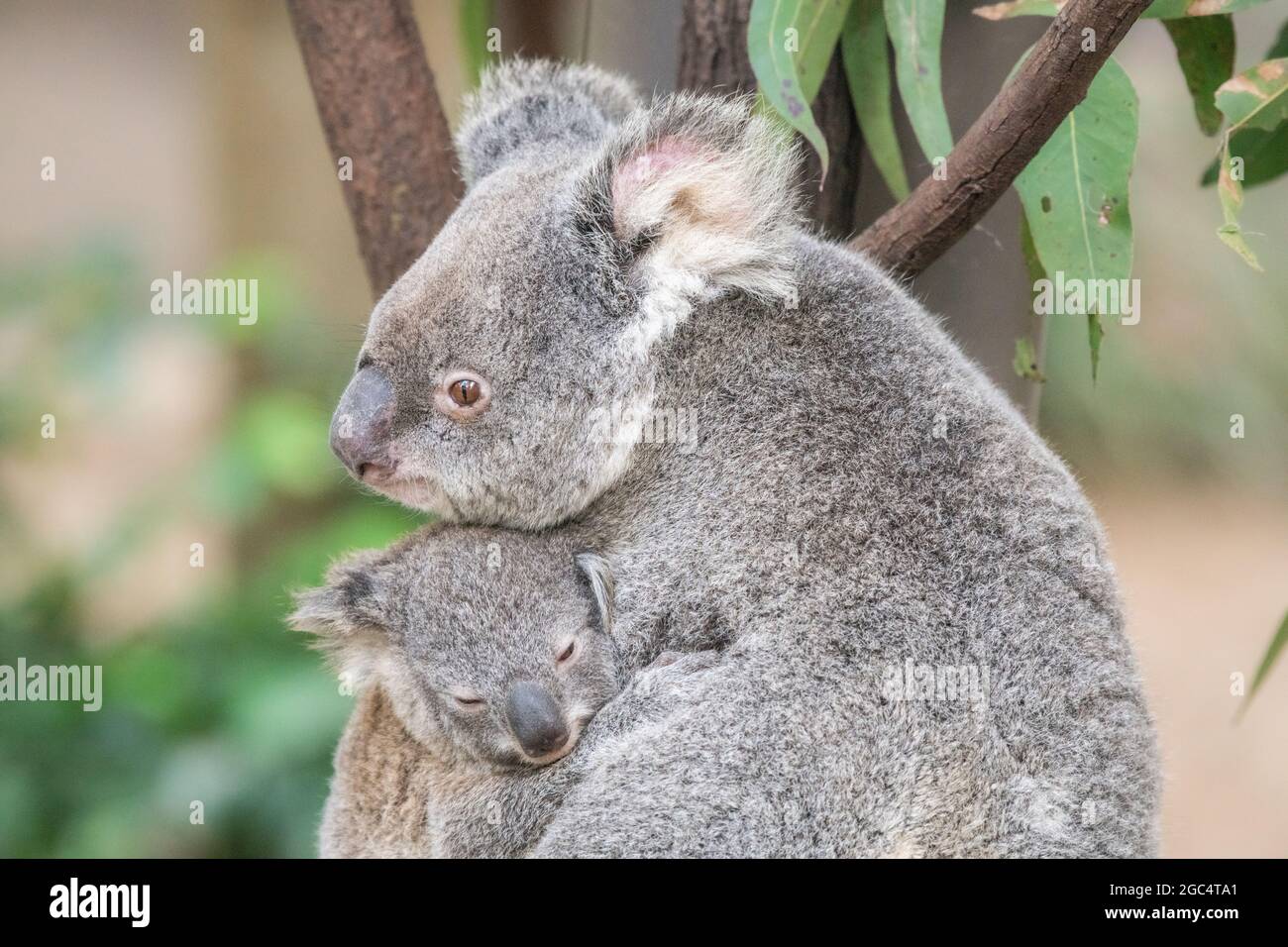 La Madre Koala Descansa La Cabeza Sobre La Cabeza De Su Bebe Mientras Duerme En Los Brazos Fotografia De Stock Alamy