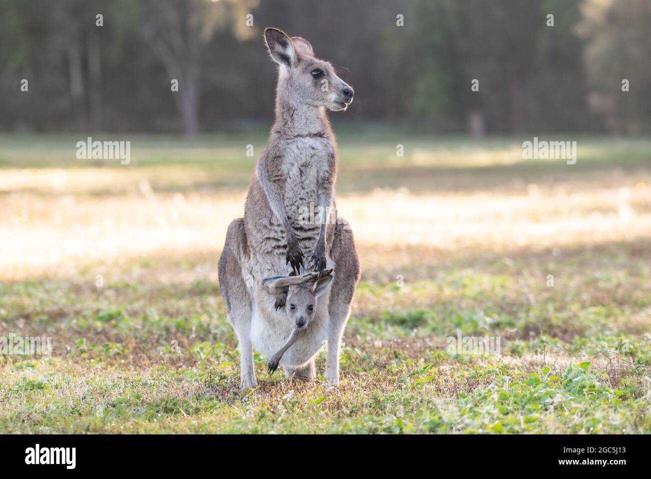 Kangaroo Like Animal Fotografias E Imagenes De Alta Resolucion Alamy