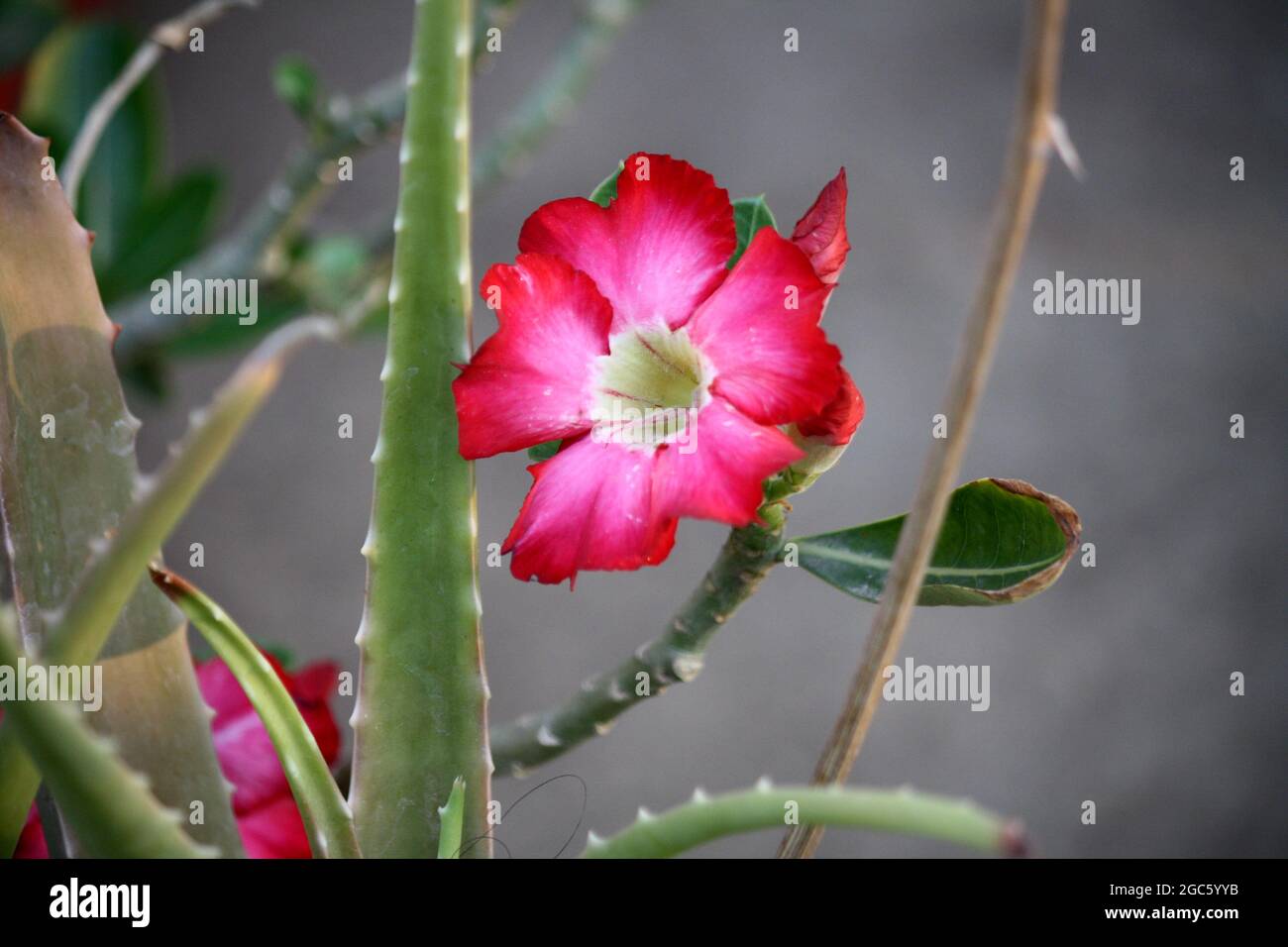 Rosa del desierto (Adenium obesum) en flor Fotografía de stock - Alamy