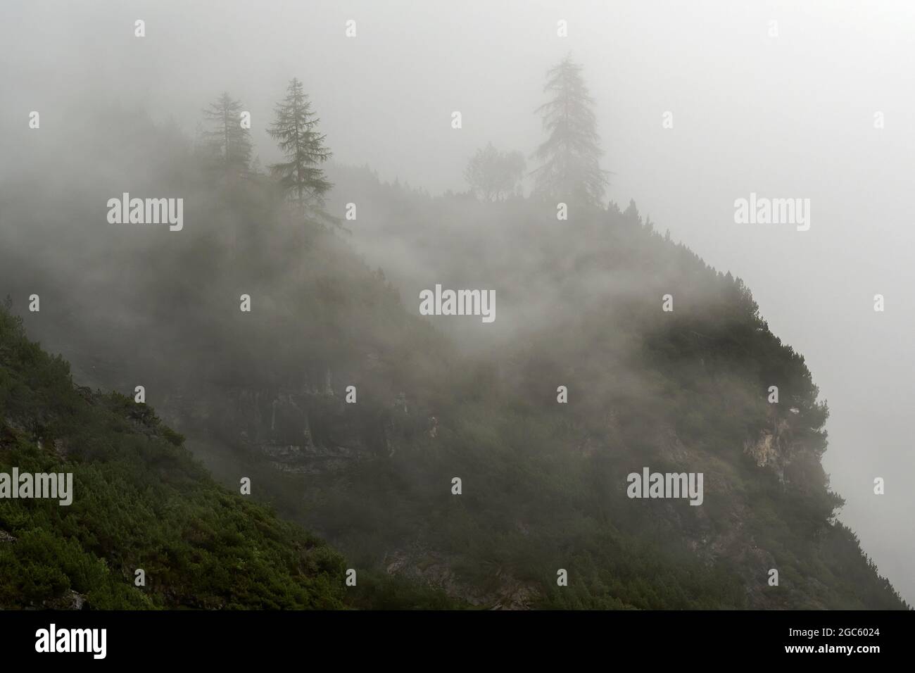 Árboles en la niebla, Tirol del Sur, Italia Foto de stock