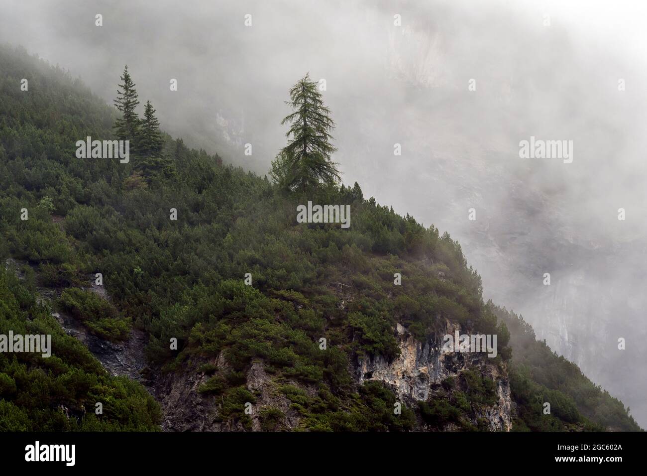 Árboles en la niebla, Tirol del Sur, Italia Foto de stock