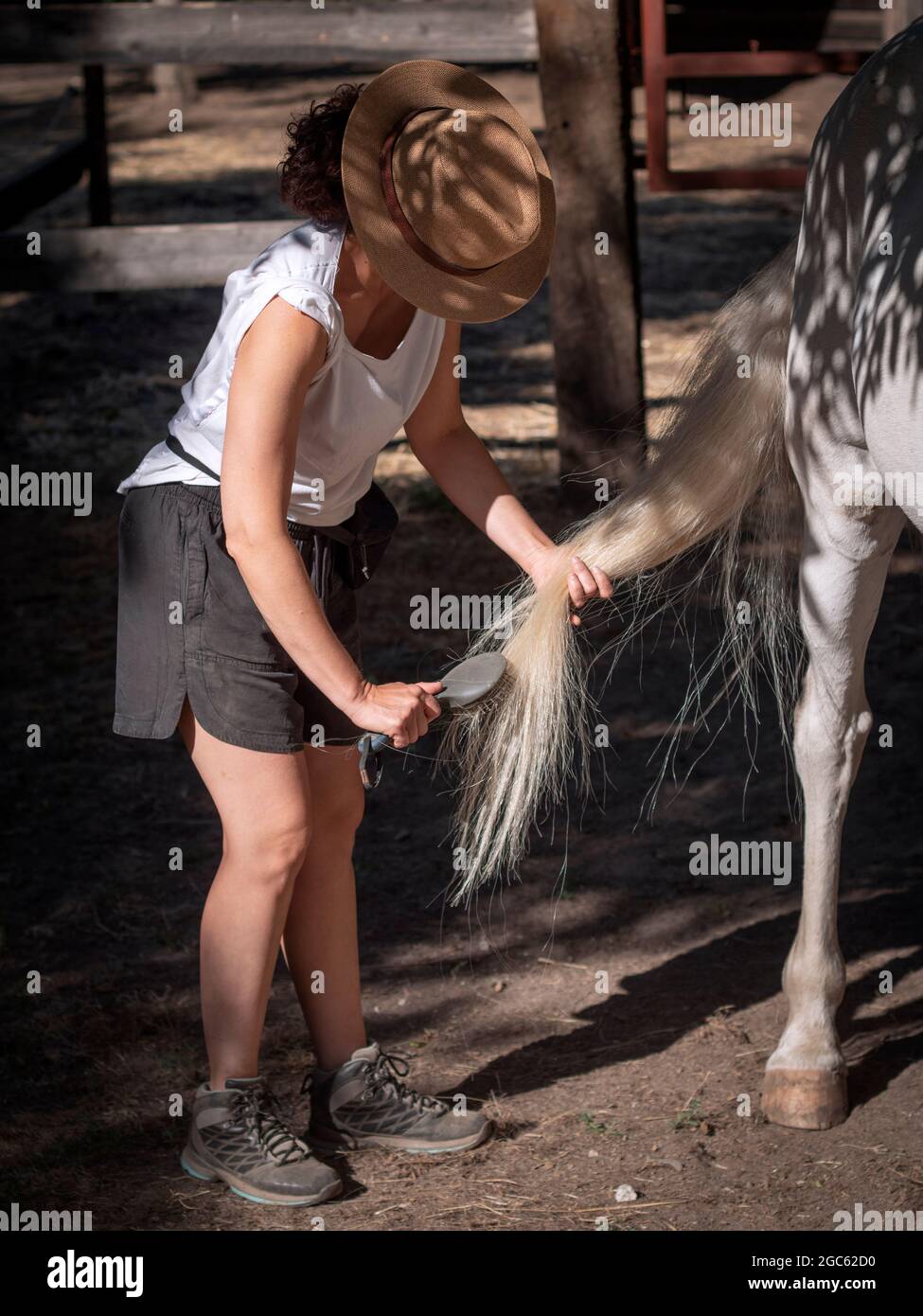 Mujer en ropa de verano peinando la cola de un caballo blanco andaluz. Foto de stock