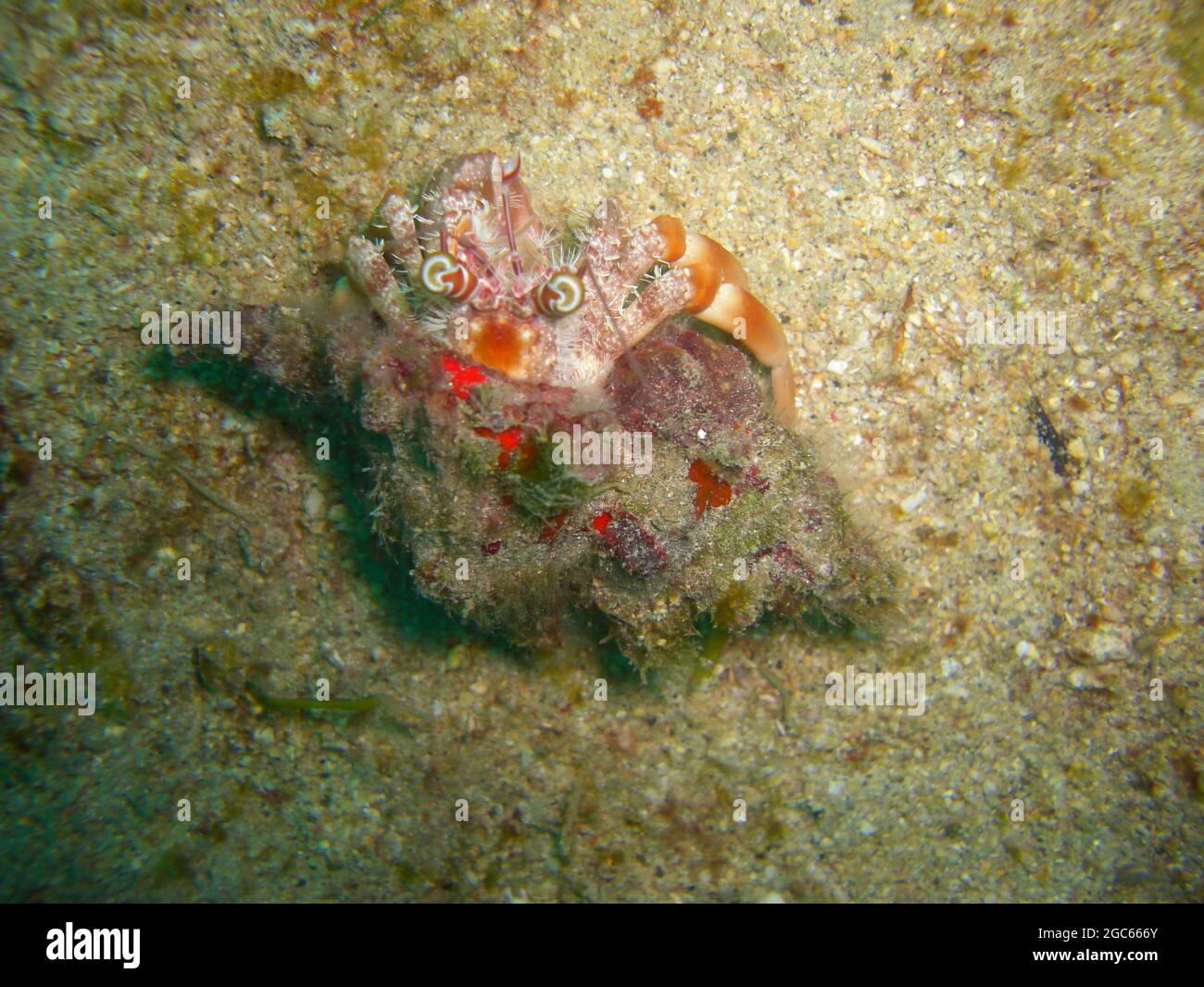 Cangrejo ermitaño (Paguroidea) en tierra en el mar filipino 28.11.2012 Foto de stock