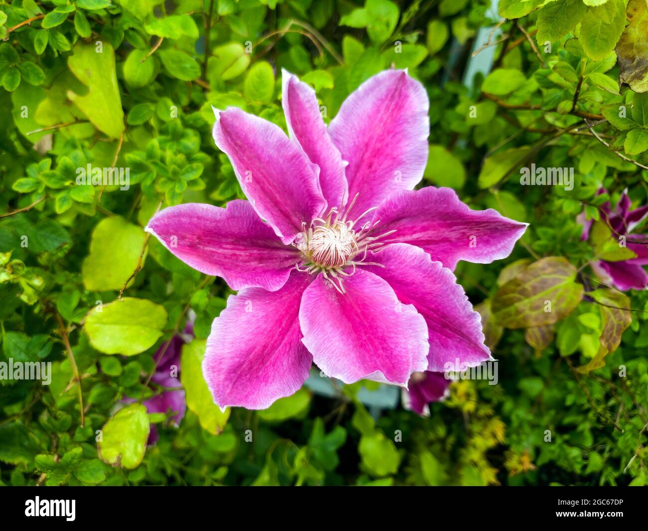 Clematis Una planta florida de primavera con una flor de verano púrpura comúnmente conocida como foto imagen de stock Foto de stock