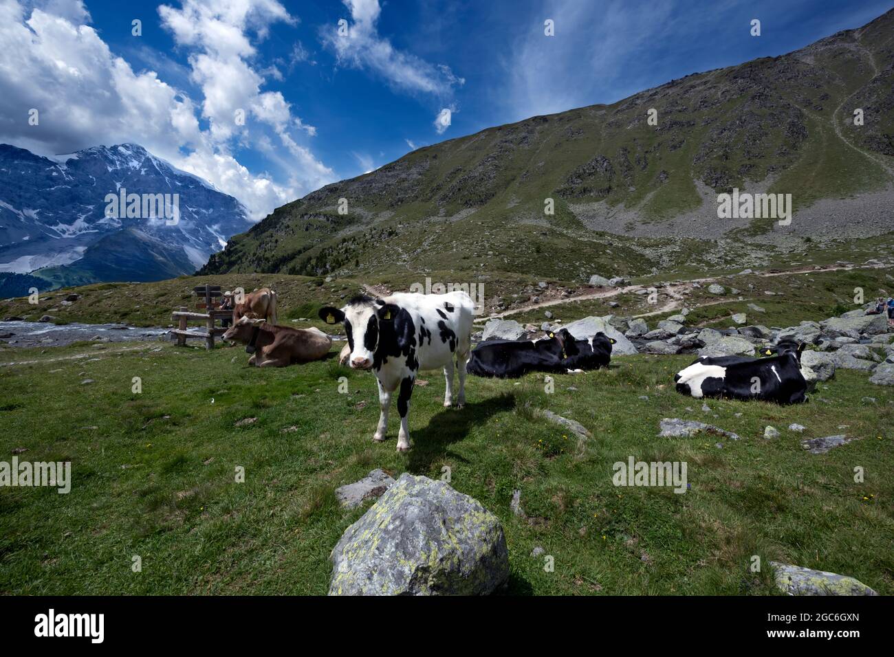 Vacas fuera a pastar Foto de stock
