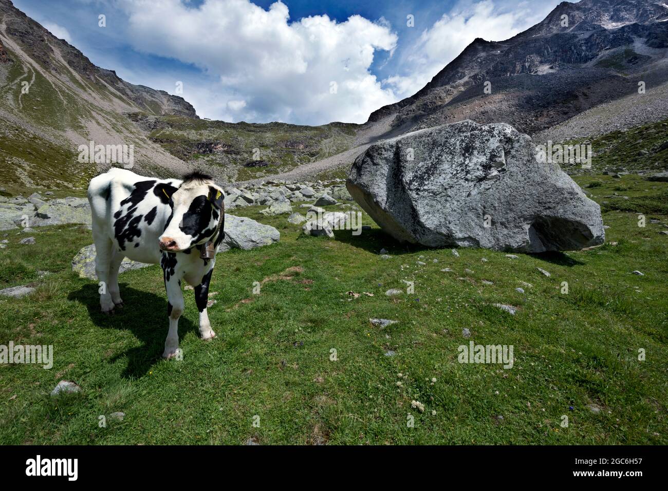 Vacas fuera a pastar Foto de stock