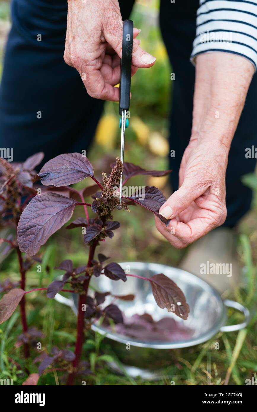 Jardinero cosechando amaranto púrpura (Amaranthus blitum). Foto de stock