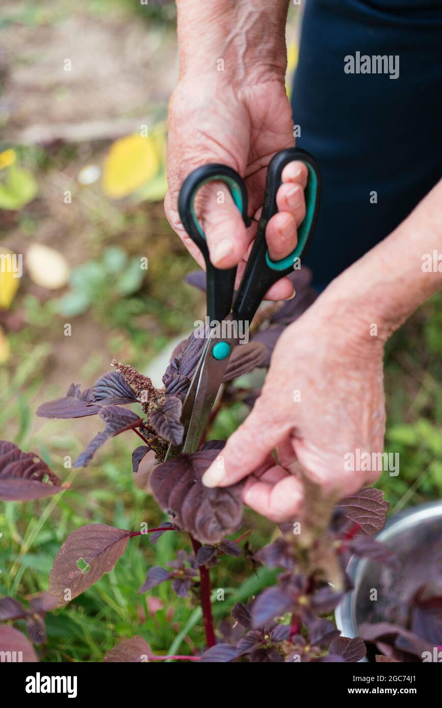 Jardinero cosechando amaranto púrpura (Amaranthus blitum). Foto de stock