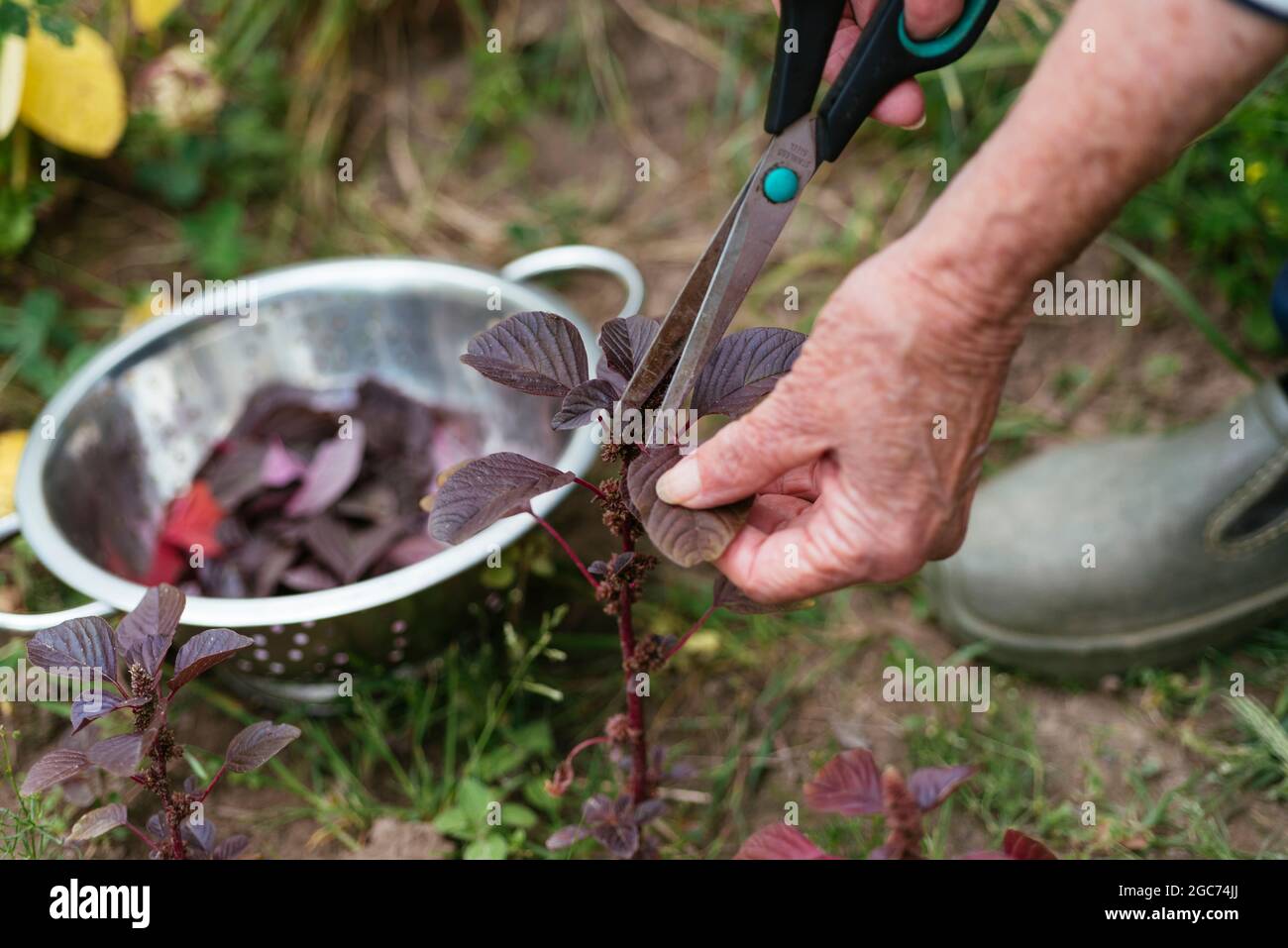 Jardinero cosechando amaranto púrpura (Amaranthus blitum). Foto de stock