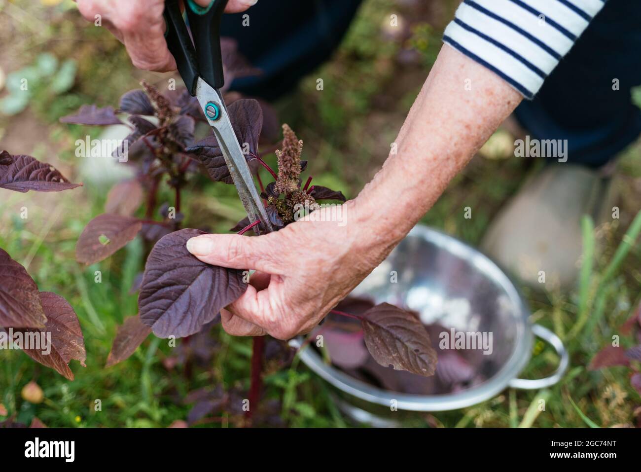 Jardinero cosechando amaranto púrpura (Amaranthus blitum). Foto de stock