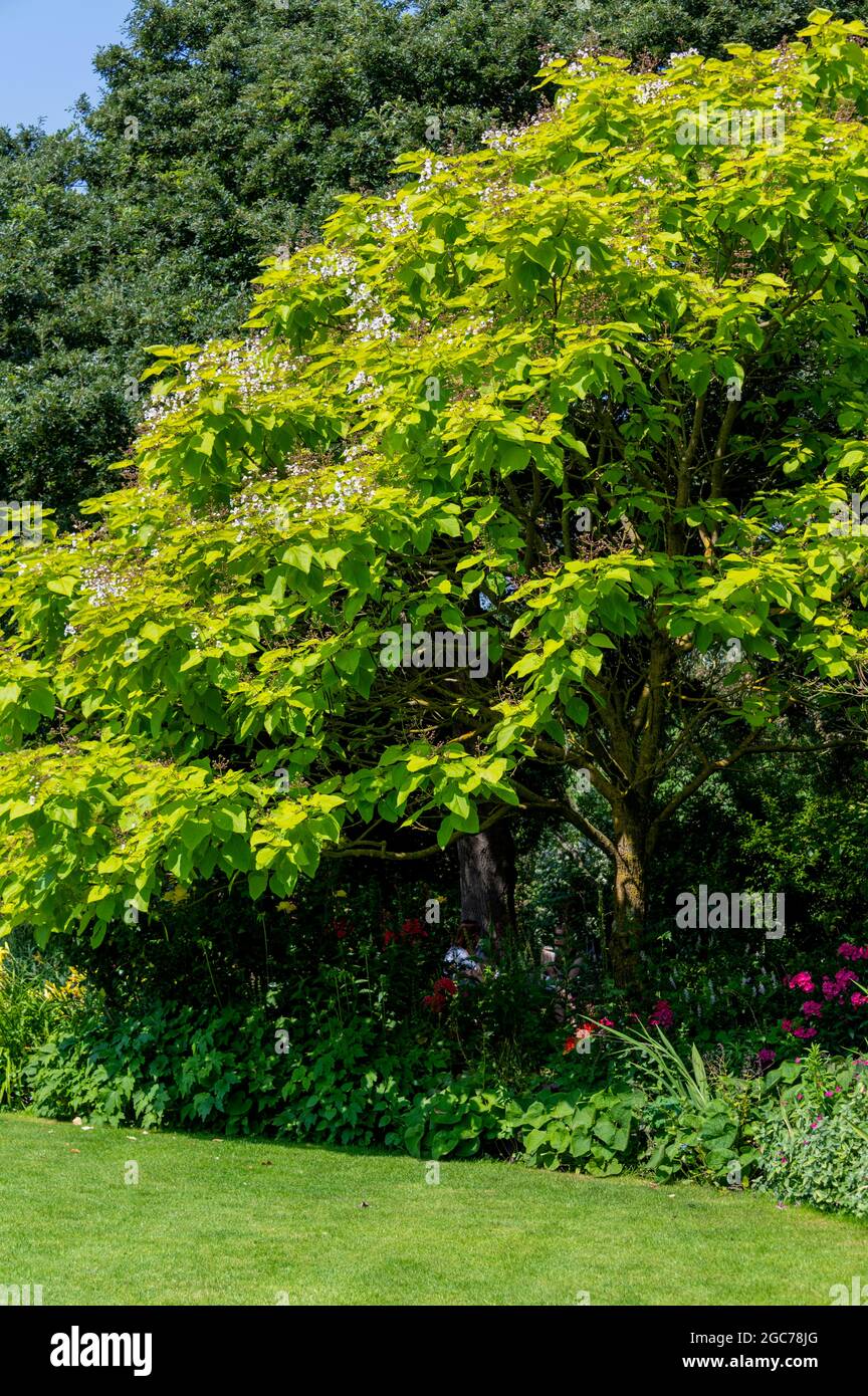 Árbol de frijol indio dorado, Catalpa bignonioides Aurea, árbol de frijol indio Aurea, Bignoniaceae Foto de stock