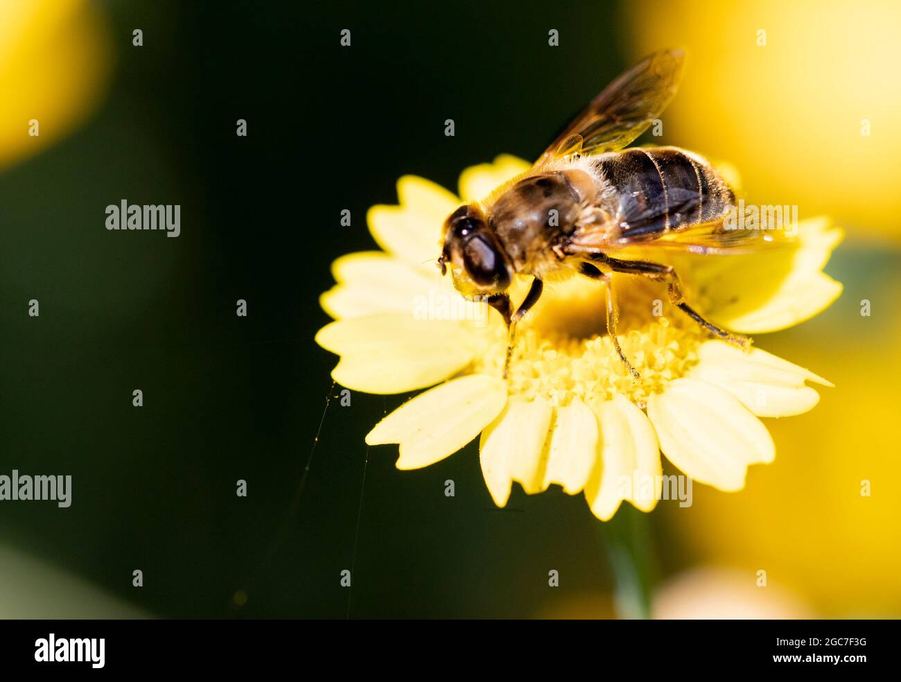 Miel Abeja, encaramada en una flor, recogiendo néctar y polen, Verano 2021 en el campo del Reino Unido Foto de stock