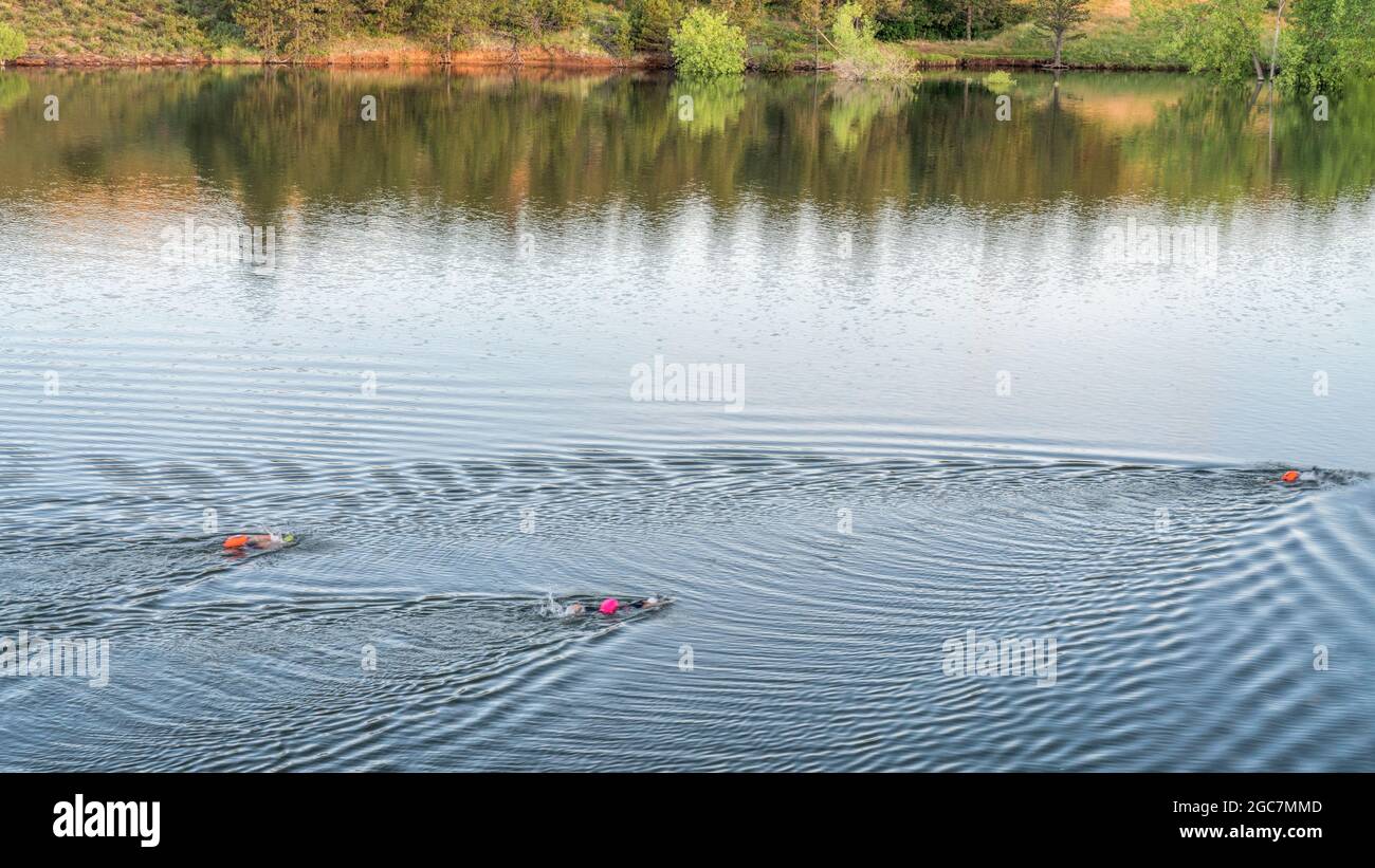 Nadadores en aguas abiertas con boyas en un lago tranquilo, entrenamiento de verano por la mañana en Horsetooth Reservoir en Colorado Foto de stock