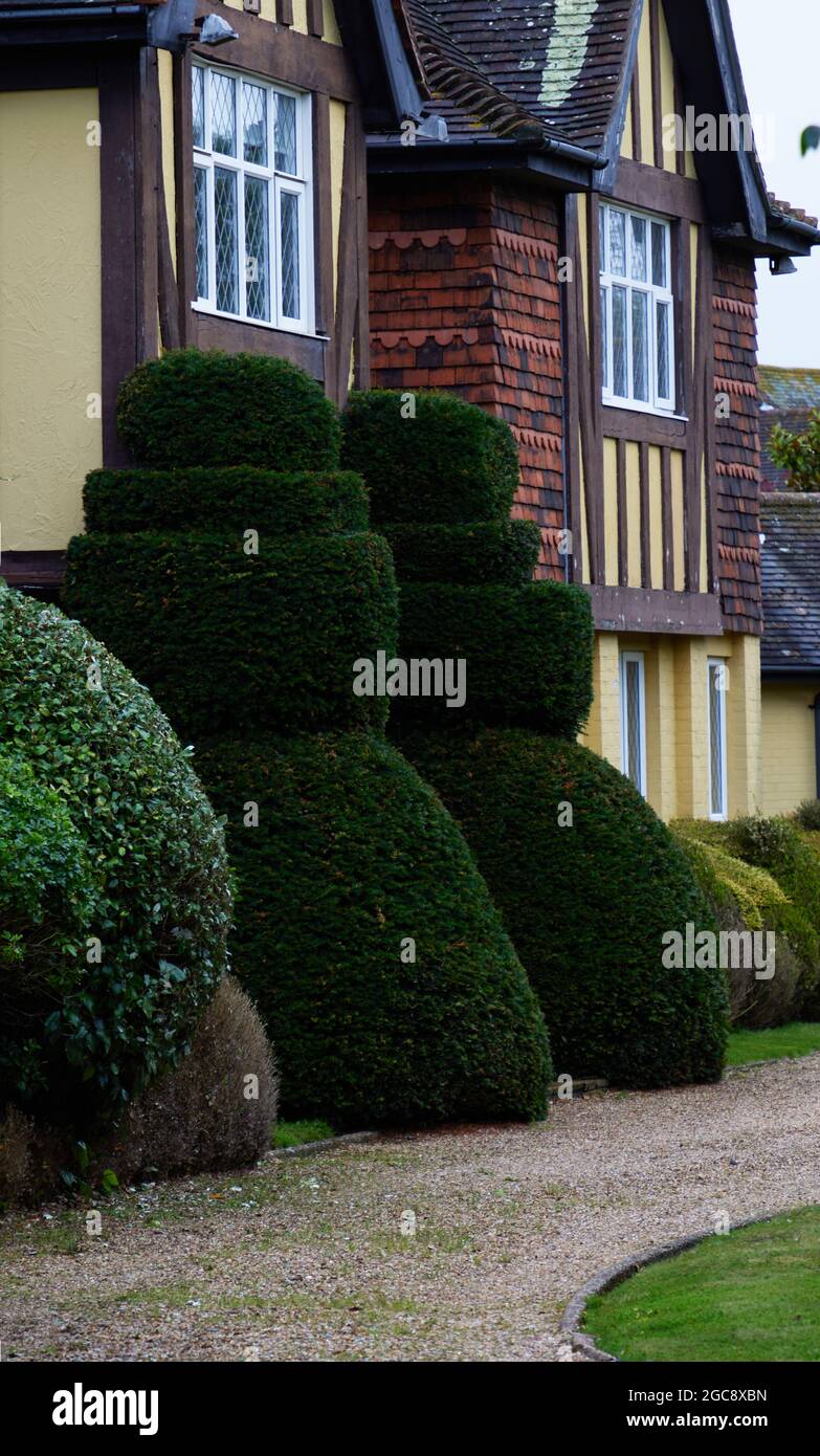 Las estructuras topiarias de Yew se ven en el jardín. Foto de stock