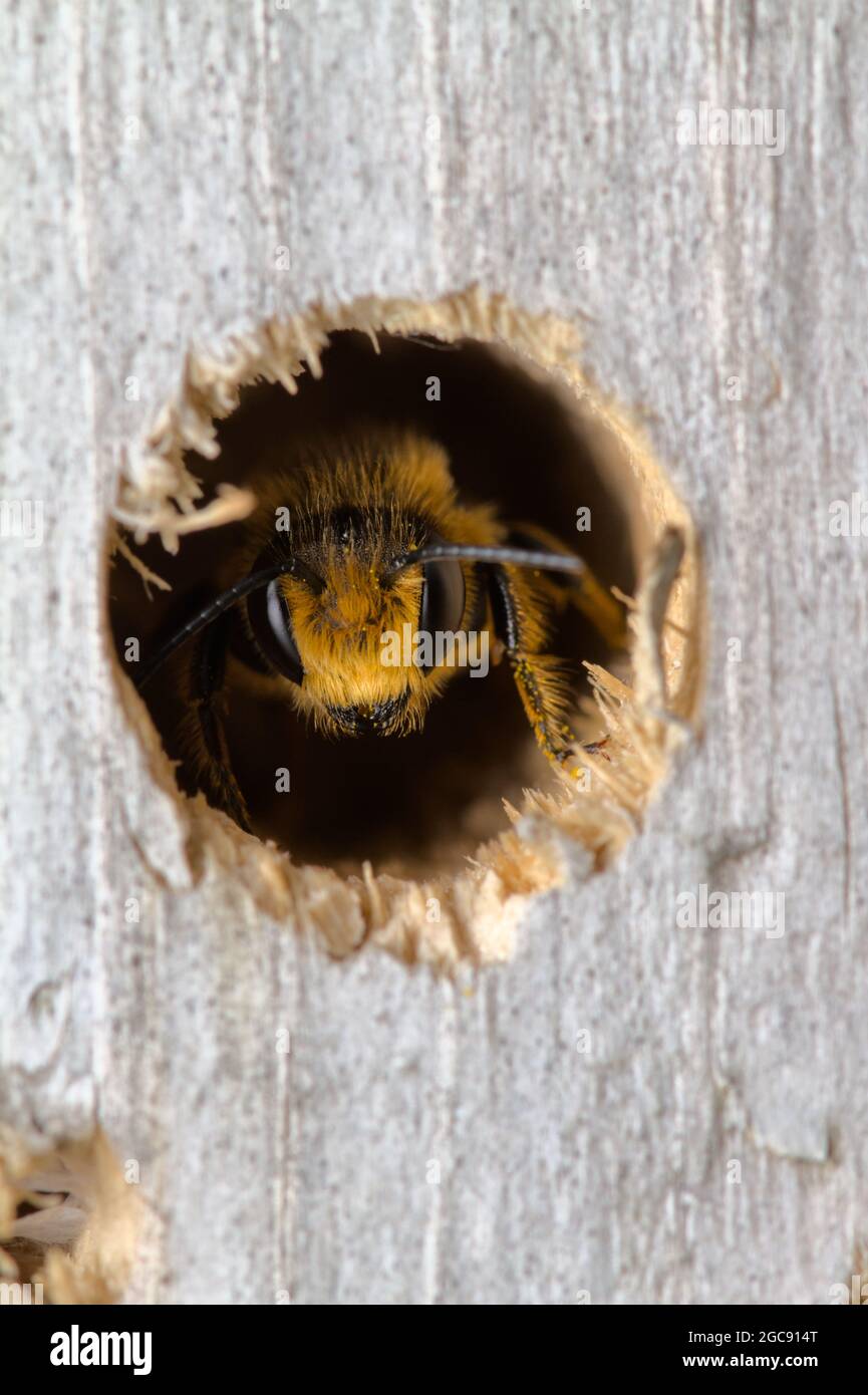 Macro de la cabeza de una abeja cortadora de hojas, especie Megachile, sentado en un agujero de nido perforado en Man Made Wooden Bee Hotel, Reino Unido Foto de stock
