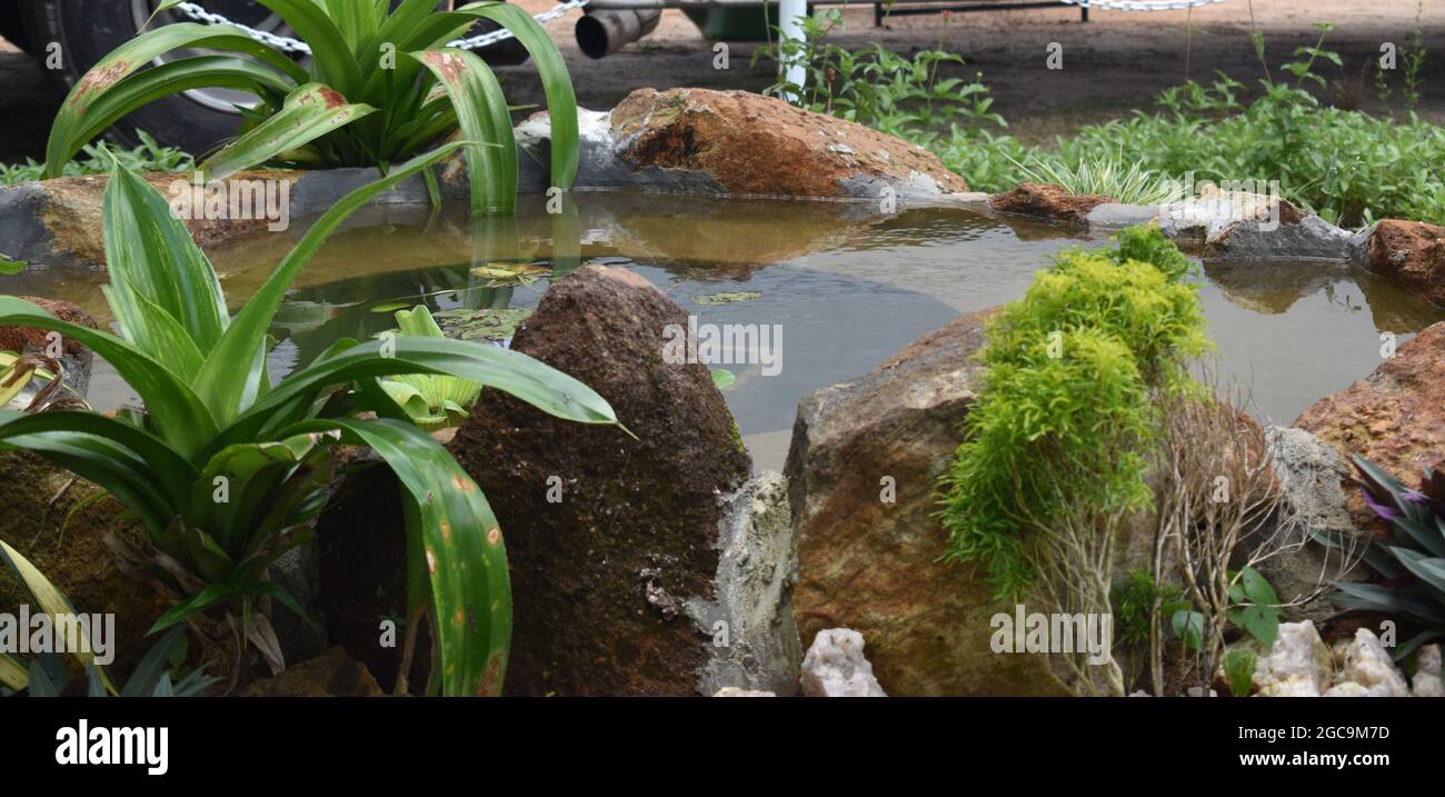 Estanque al aire libre con peces y plantas. Ordenanza del Ejército campo Dombagoda. Sri Lanka. Foto de stock