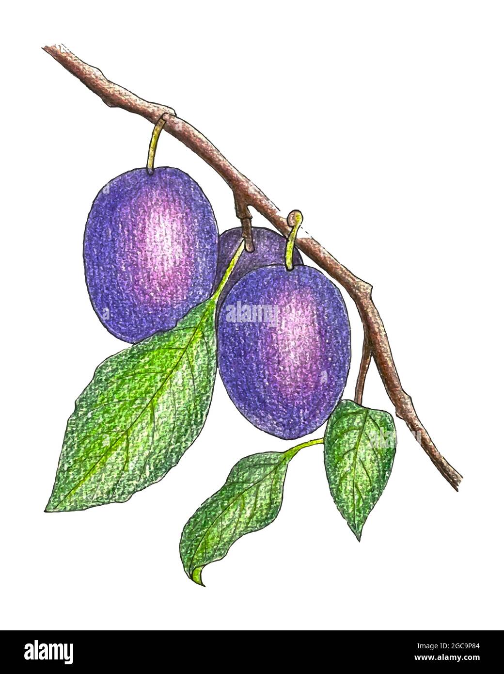 Rama de ciruela con frutas y hojas, boceto, dibujo a mano a lápiz.  Ilustración vectorial Imagen Vector de stock - Alamy