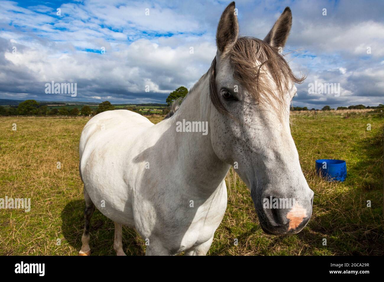 Un caballo blanco en un paddock en la Inglaterra rural, Reino Unido Foto de stock