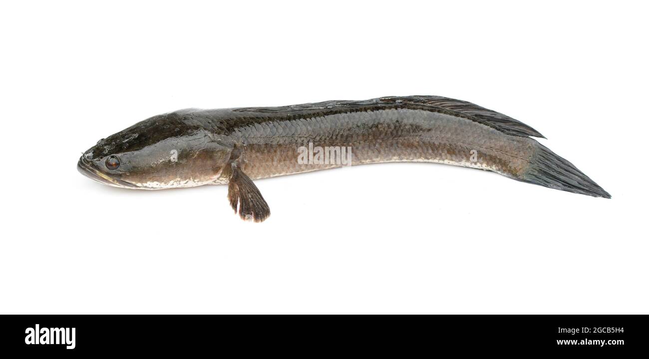 Imagen de pez de cabeza de pico rayado aislado sobre fondo blanco,. Animales acuáticos. Foto de stock