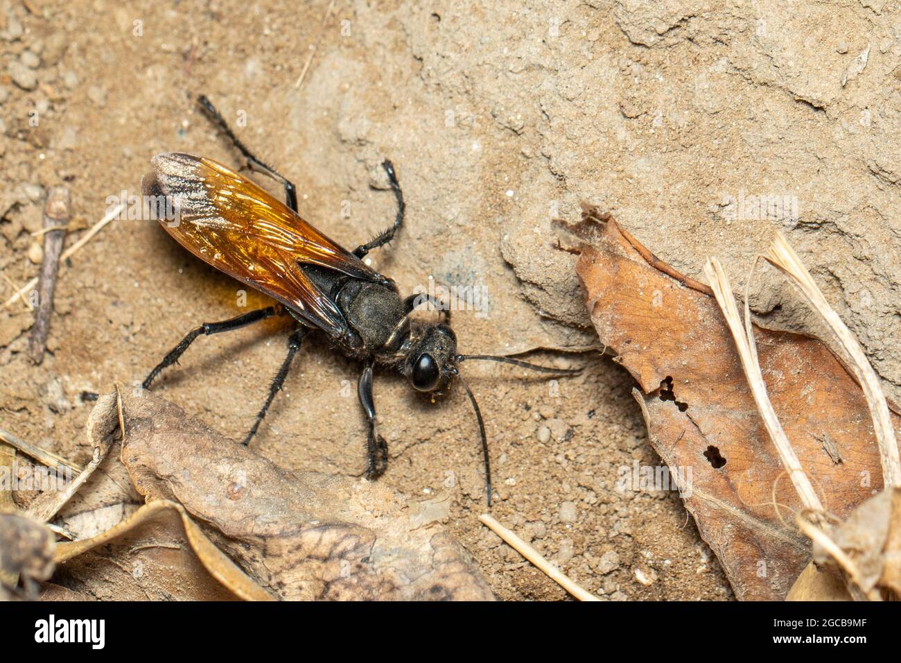 Imagen de la avispa del digger de arena sobre el fondo del suelo., Insect. Animal. Foto de stock