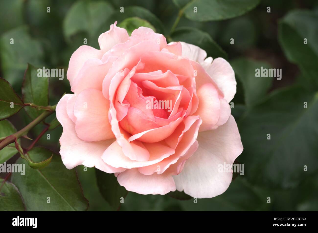 Hermosa flor de rosas en el jardín. Flores de color rosa sobre el fondo rosas borrosas flor en el jardín de rosas Foto de stock