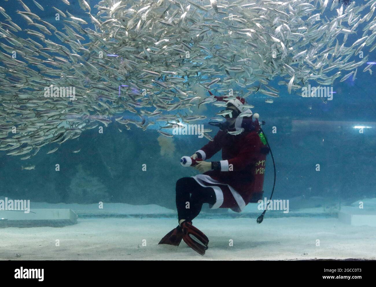 Espectáculo de peces fotografías e imágenes de alta resolución - Página 2 -  Alamy