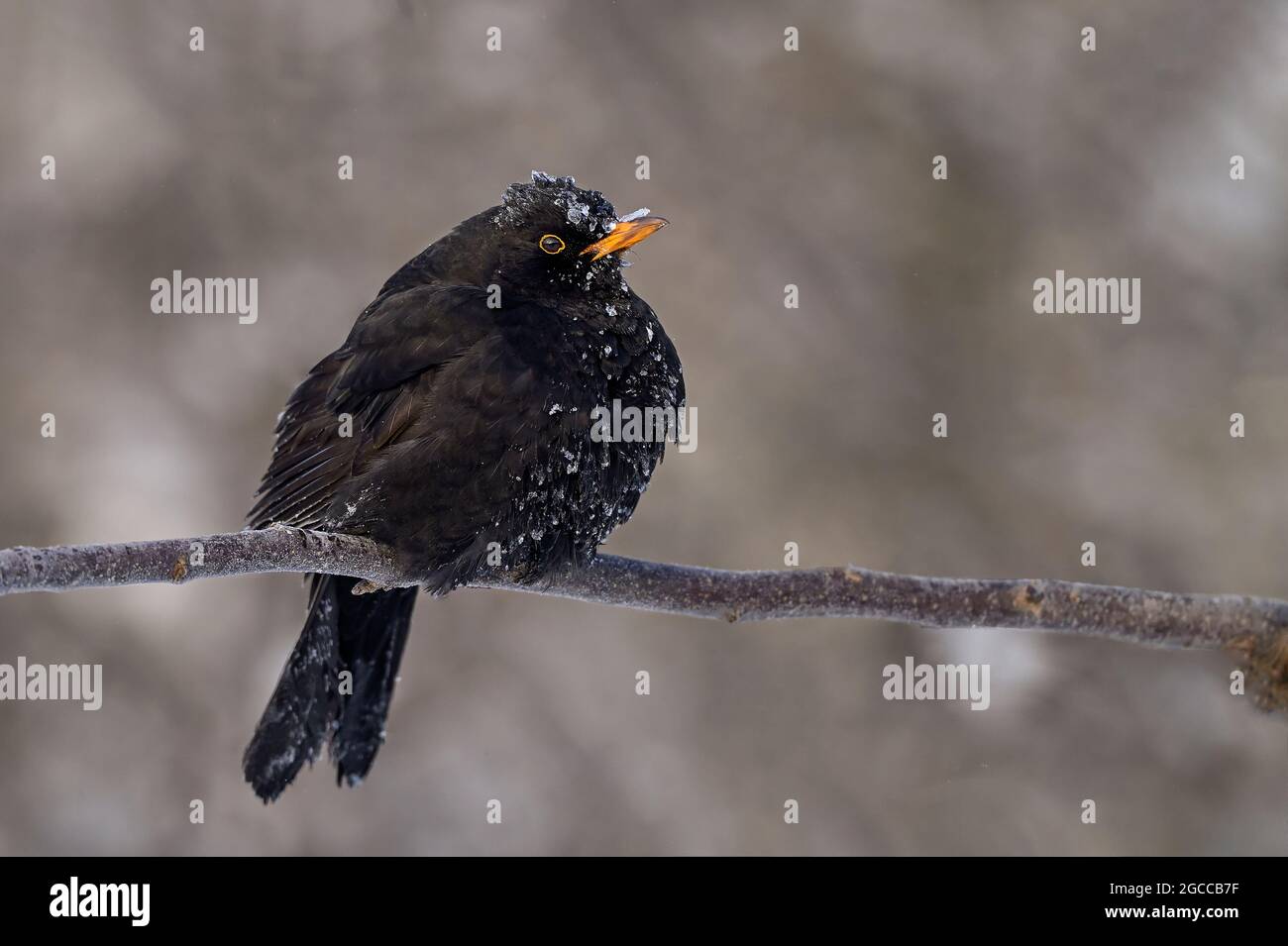 ¿Está frío ahí fuera? La respuesta de este Blackbird podría ser: No...it's helando frío por aquí! Foto de stock