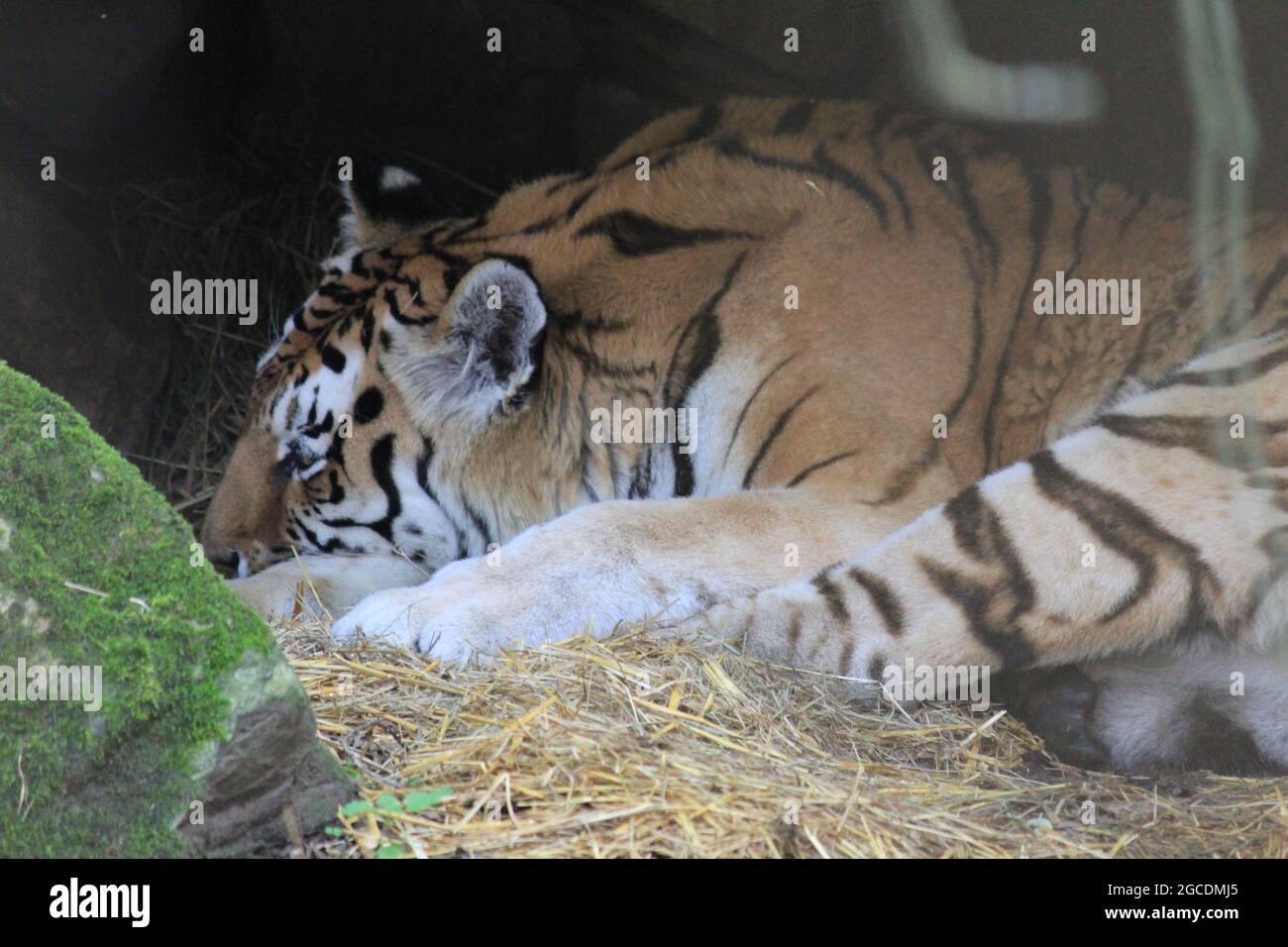 Tigre siberiano Foto de stock