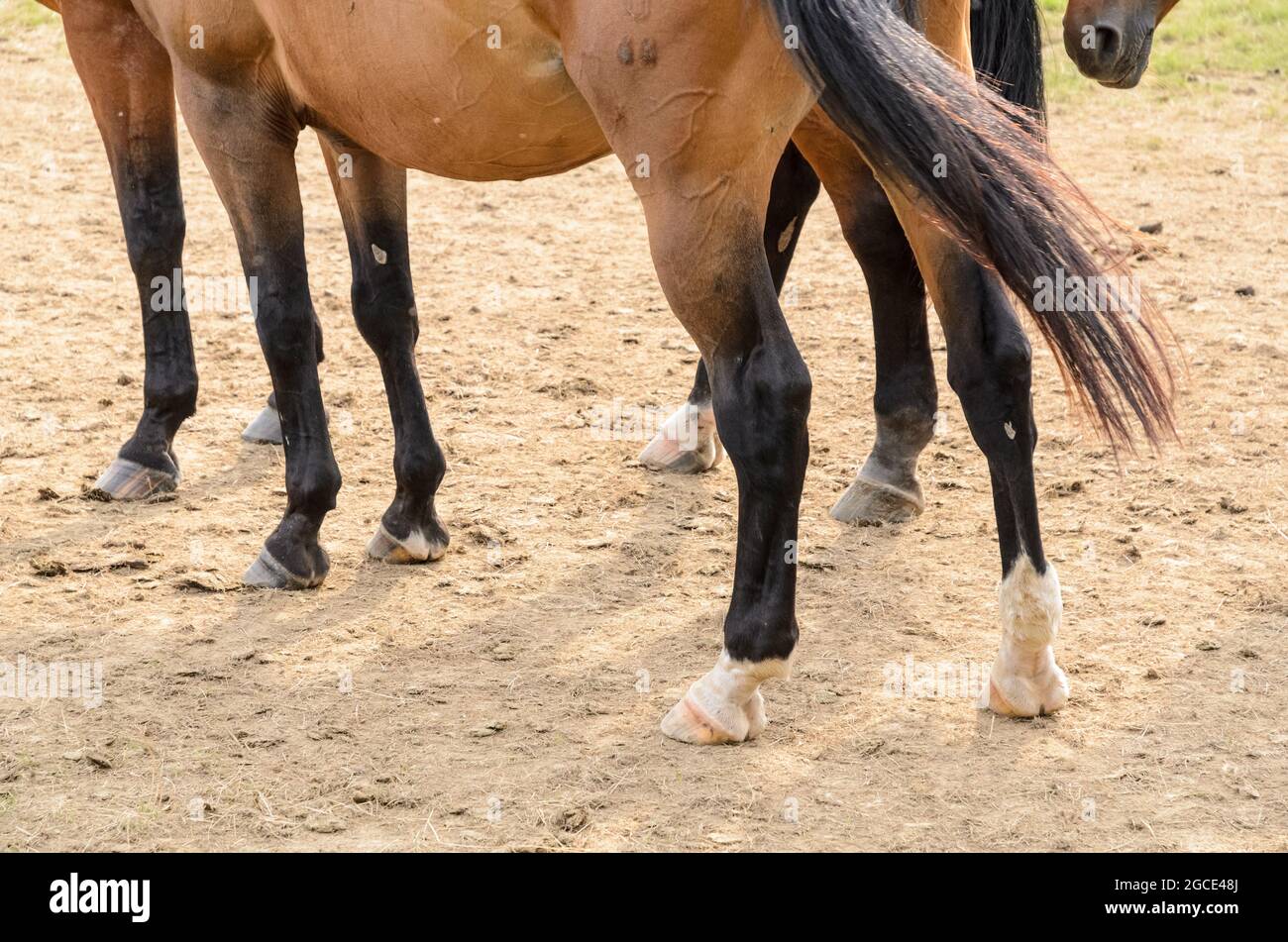 Pezuñas y patas de un caballo Oldenburger marrón (Equus ferus caballus) en un pasto en el campo Foto de stock