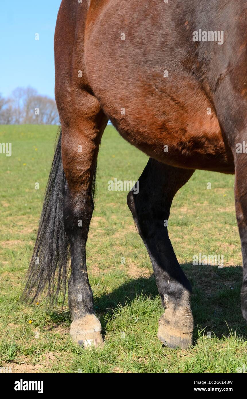 Pezuñas y patas de un caballo doméstico marrón (Equus ferus caballus) en un pasto en el campo Foto de stock