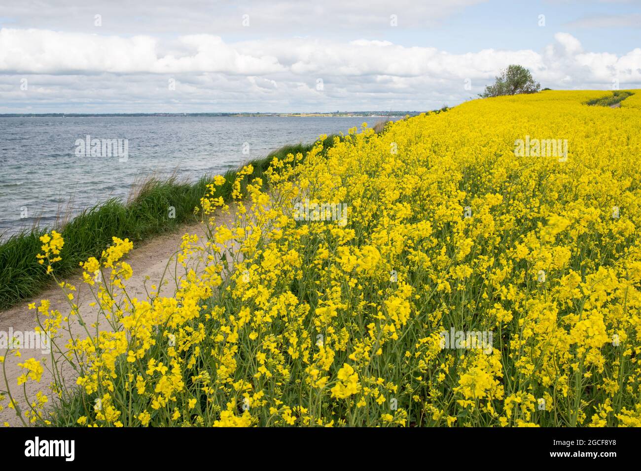 Hermoso paisaje en la isla Ven en el Øresund entre Dinamarca y Suecia en mayo con un campo de flores amarillas de colza Foto de stock