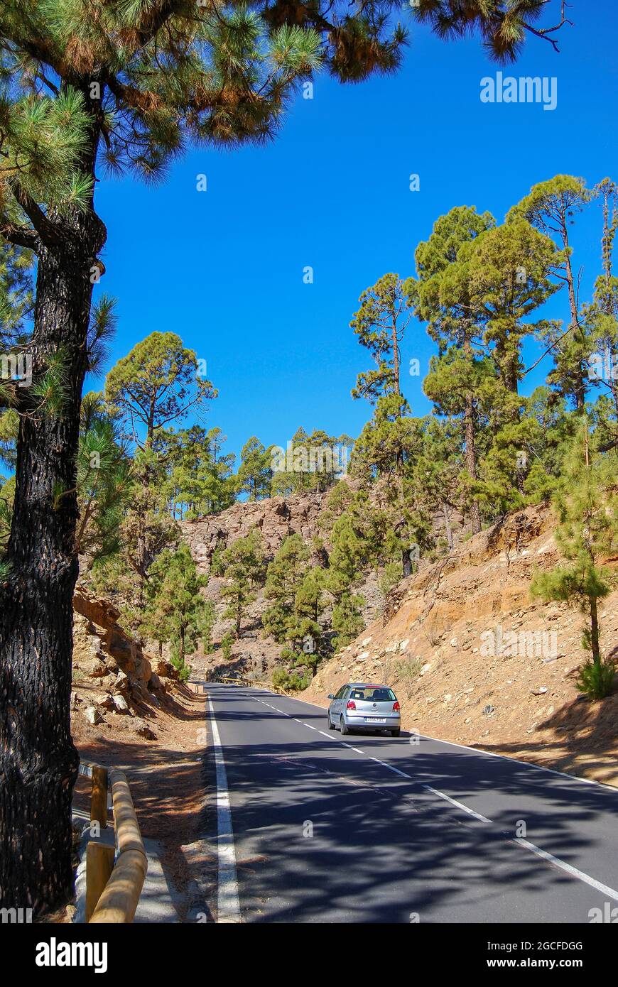 Carretera de montaña a través de bosques de pino canario en la ruta a Mt.Teide, Tenerife, Islas Canarias, España Foto de stock