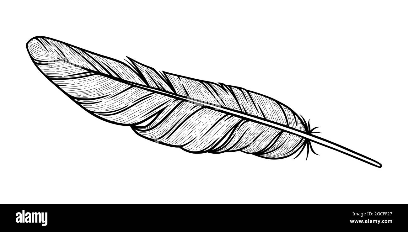 Dibujo de plumas de pájaro. Pluma decorativa de águila aislada en fondo  blanco. Ilustración vectorial dibujada a mano Imagen Vector de stock - Alamy