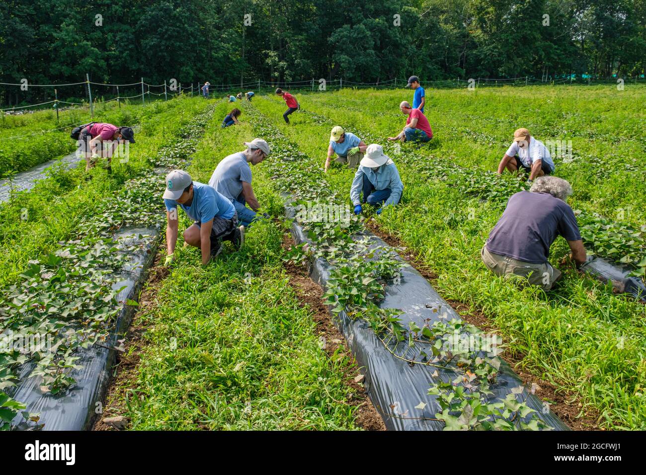 Voluntarios trabajando en una gran granja de verduras en el centro de Massachusetts para cosechar verduras para el banco de alimentos Worcester, Massachusetts Foto de stock