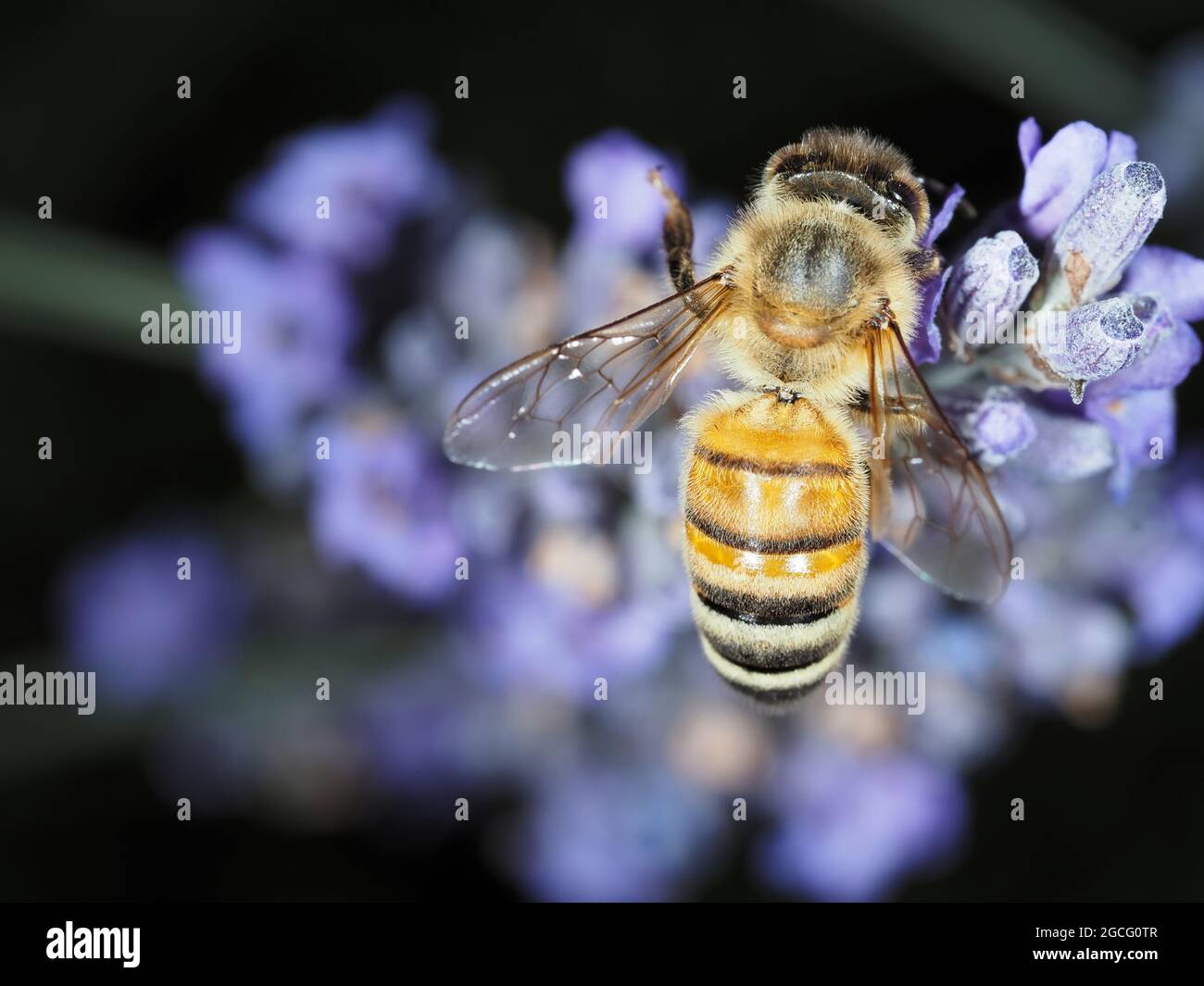 Miel de abejas (Apis mellifera) que recolectan néctar de flores de lavanda Foto de stock