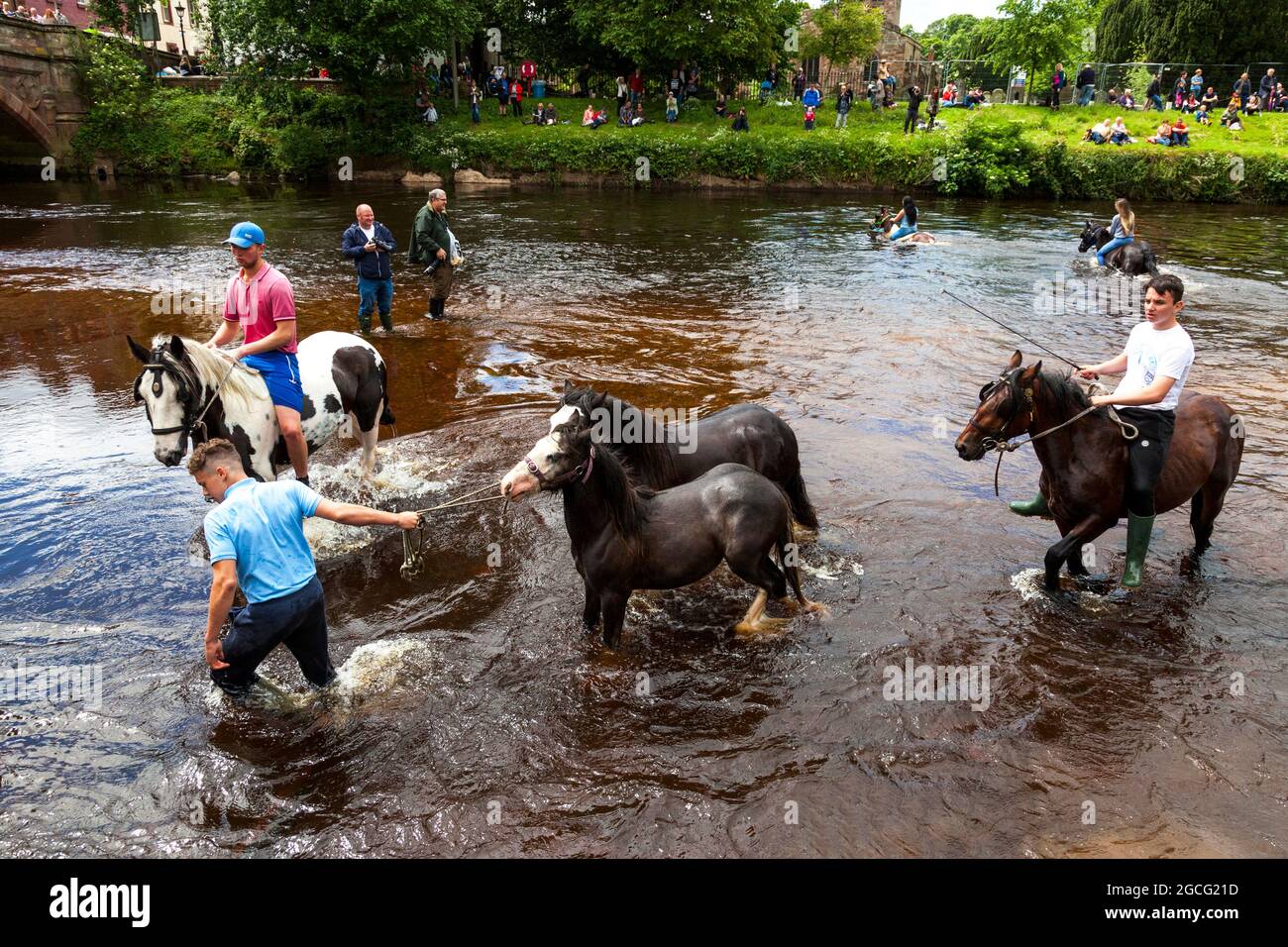 Gitanos y viajeros nadando sus caballos en el río Eden en la histórica feria de caballos Appleby, Appleby-in-Westmorland, Cumbria, Inglaterra, Reino Unido Foto de stock