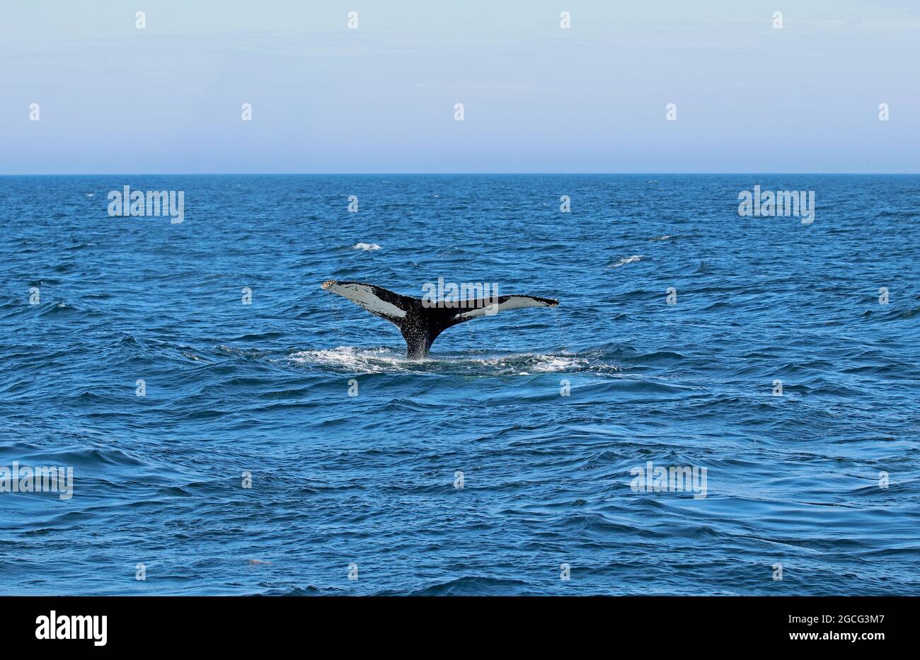 la cola de una ballena jorobada (Megaptera novaeangliae) en una inmersión en el Santuario Marino Nacional de Stellwagen Bank frente a la costa de Cape Cod Foto de stock